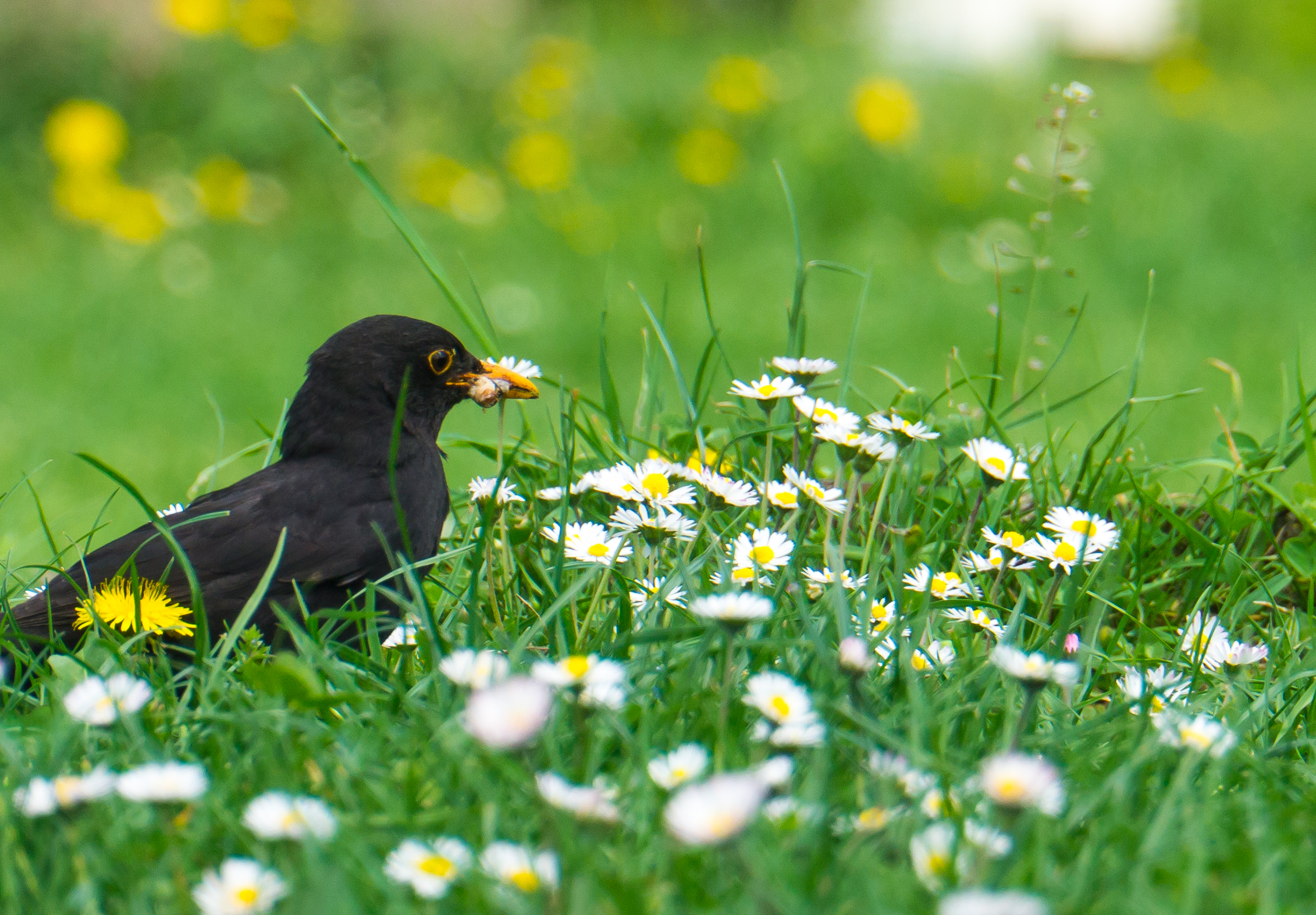 Blackbird in garden