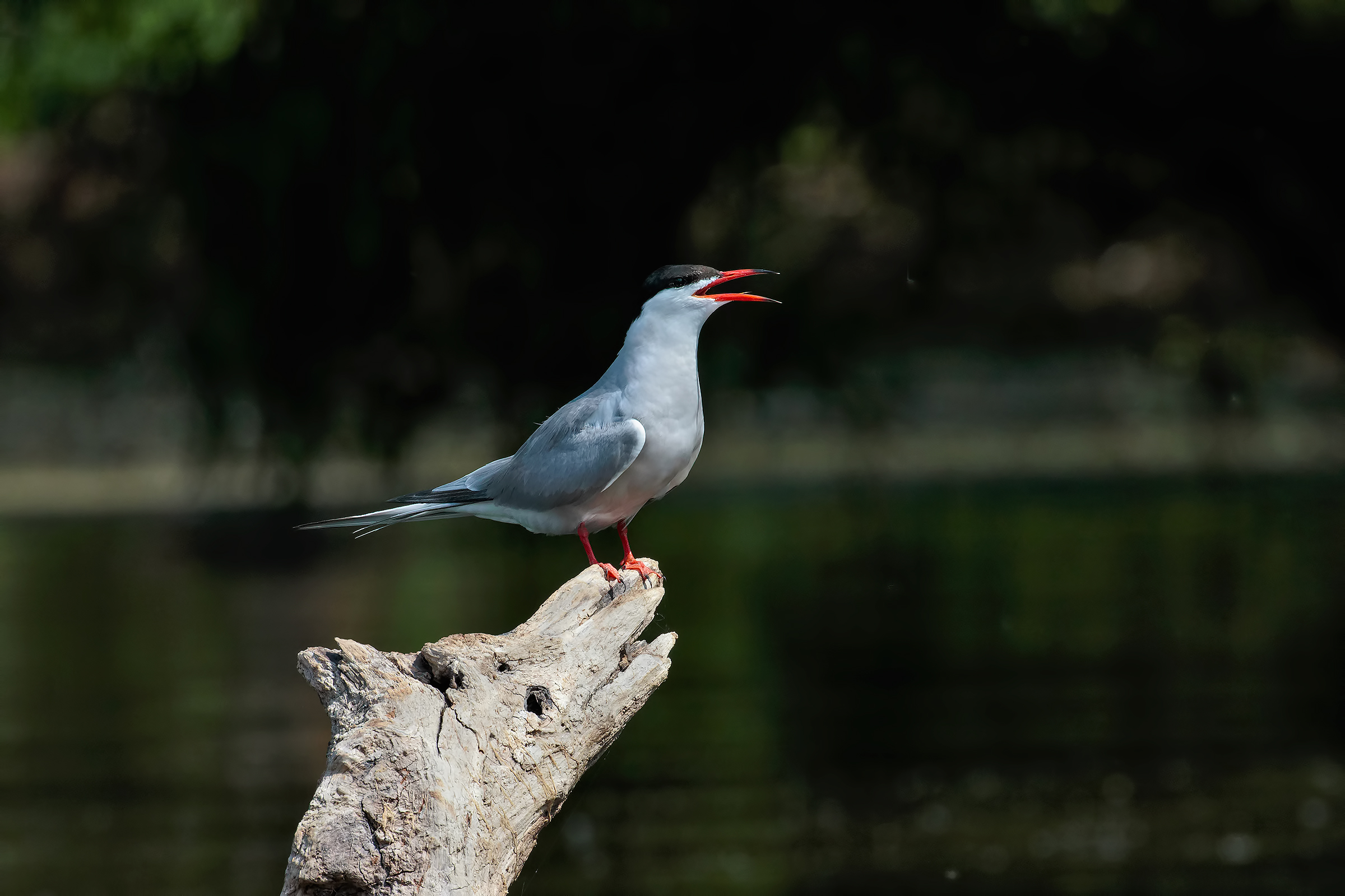 Tern