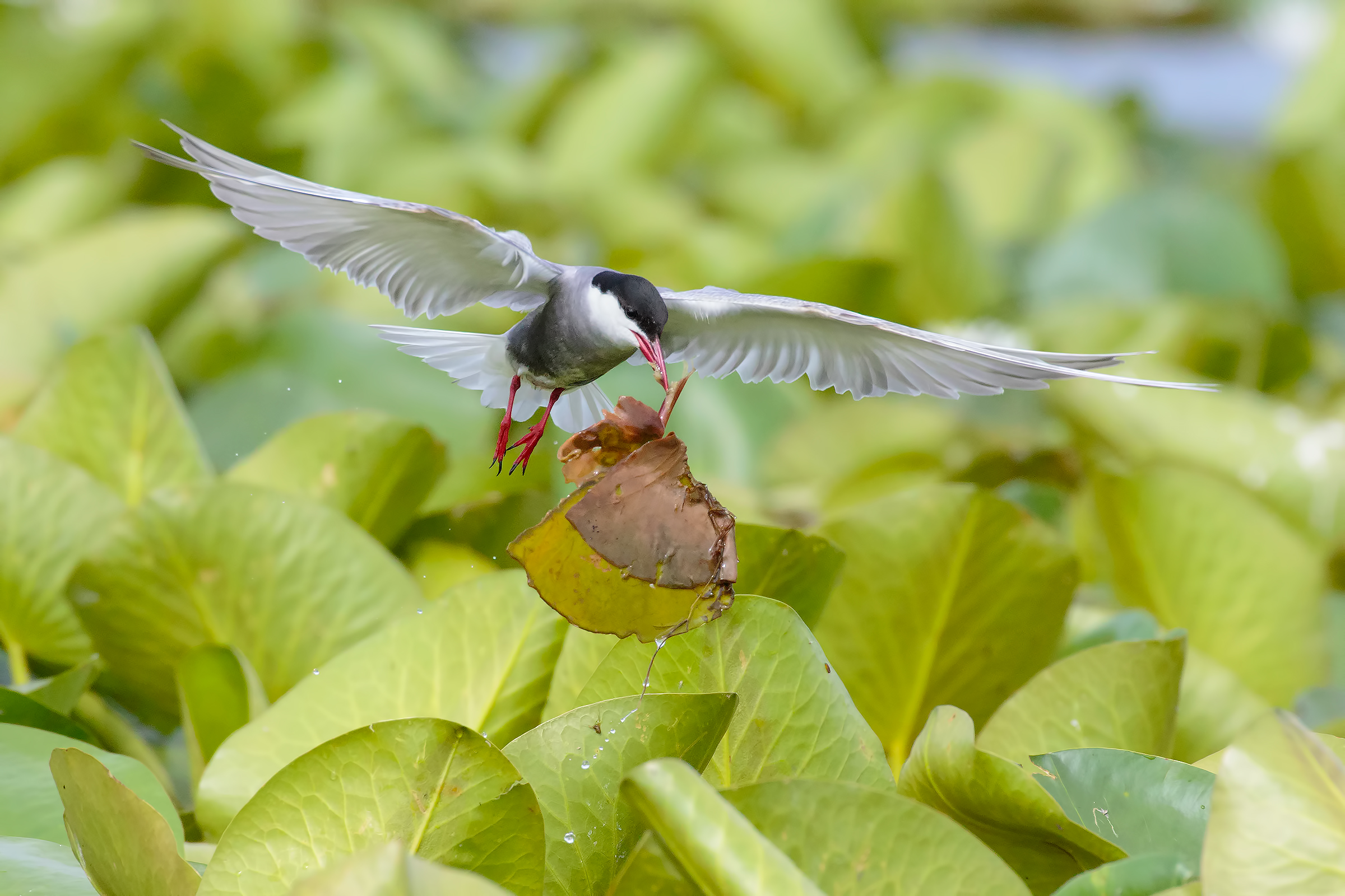 Black Tern