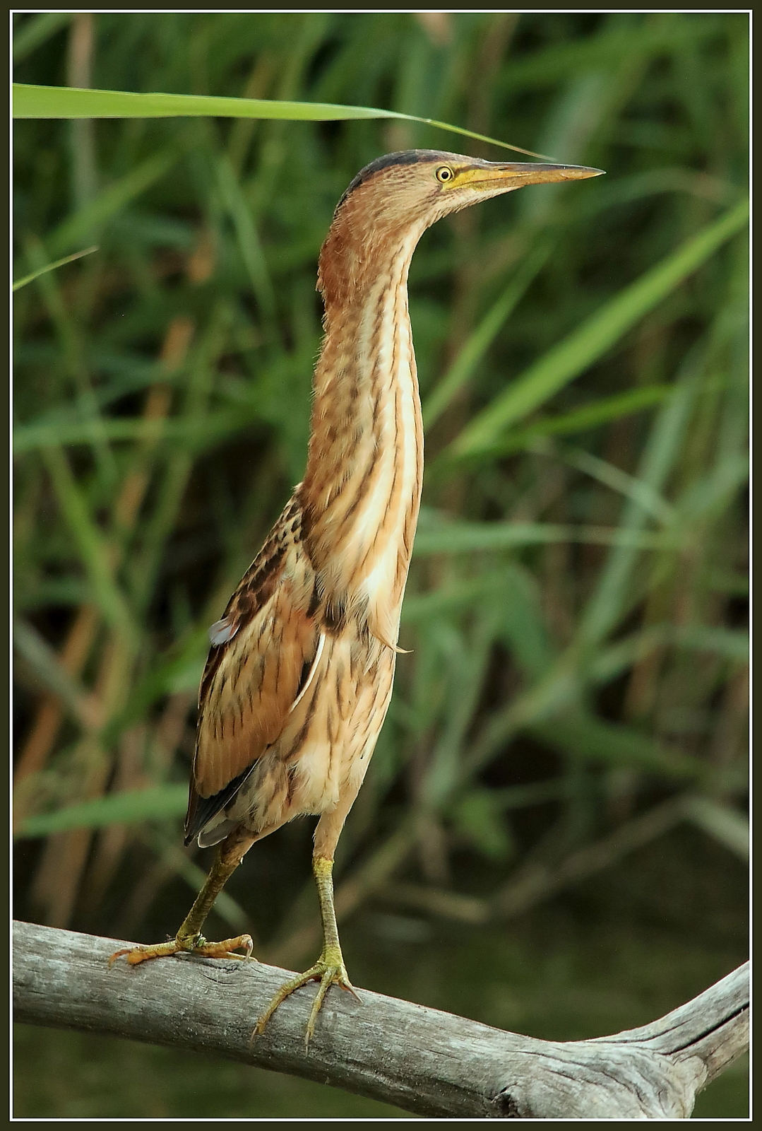 Female Bittern
