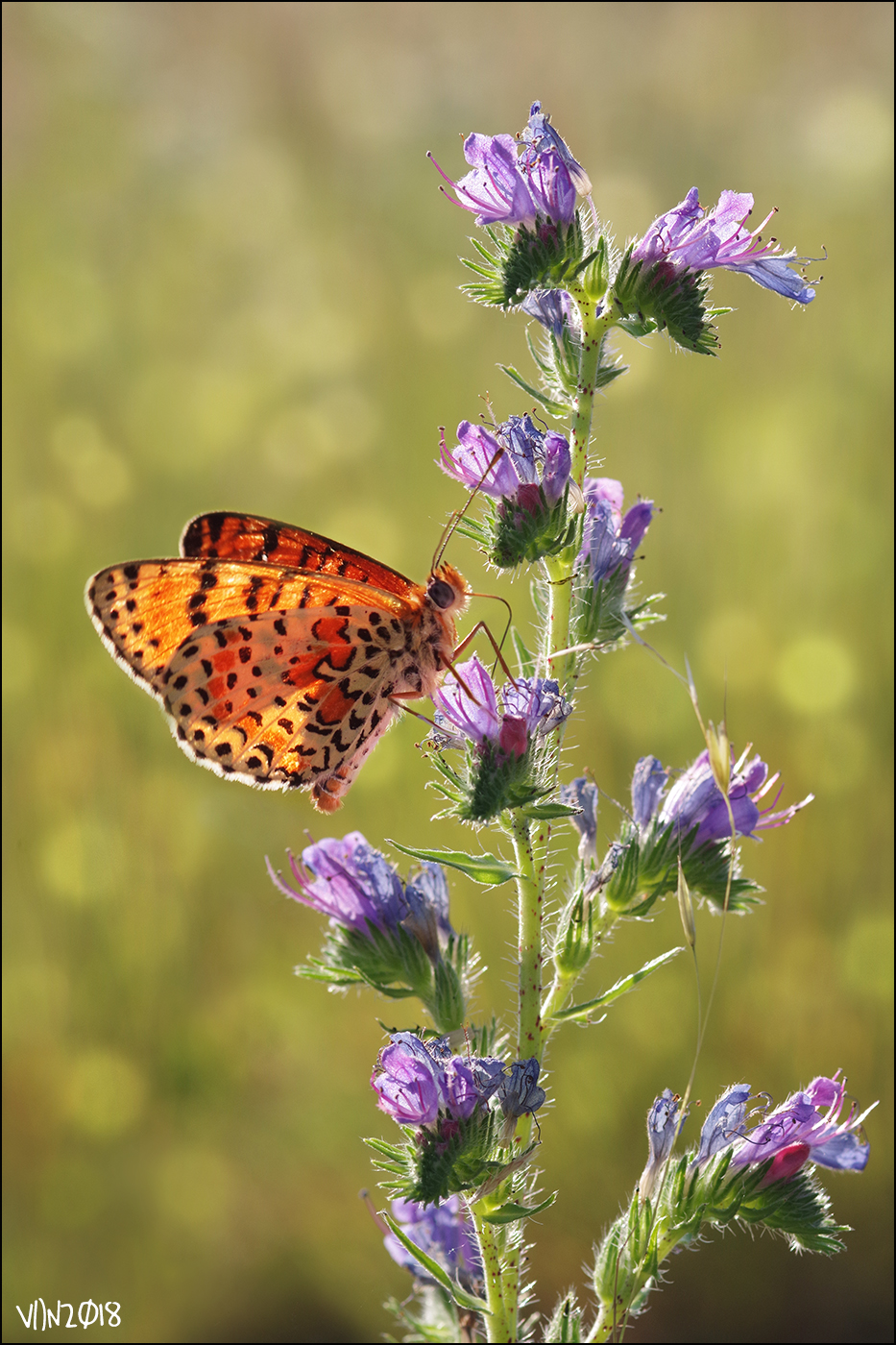 Melitaea didyma Serious River Park, July 2018