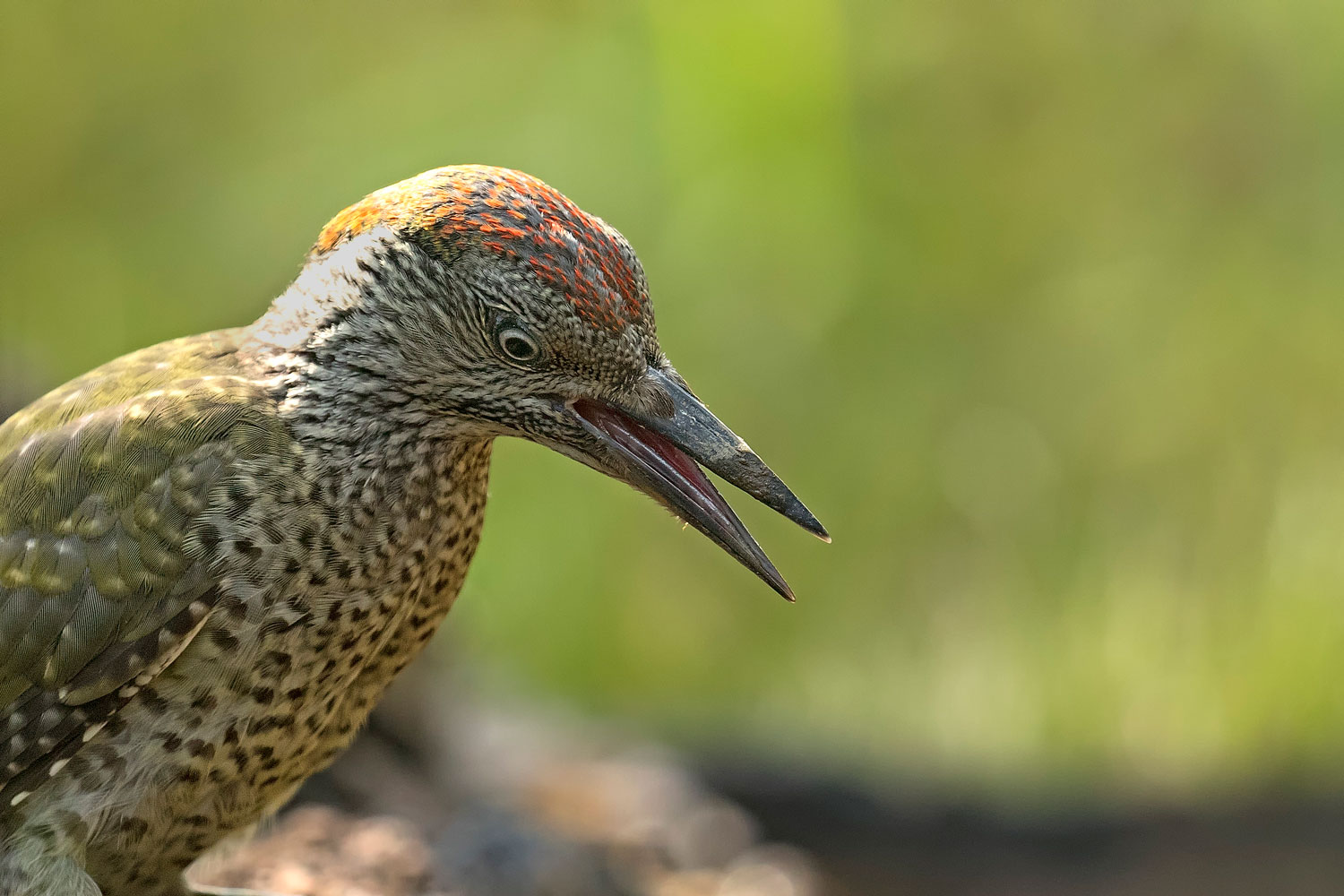 Picchio verde giovane