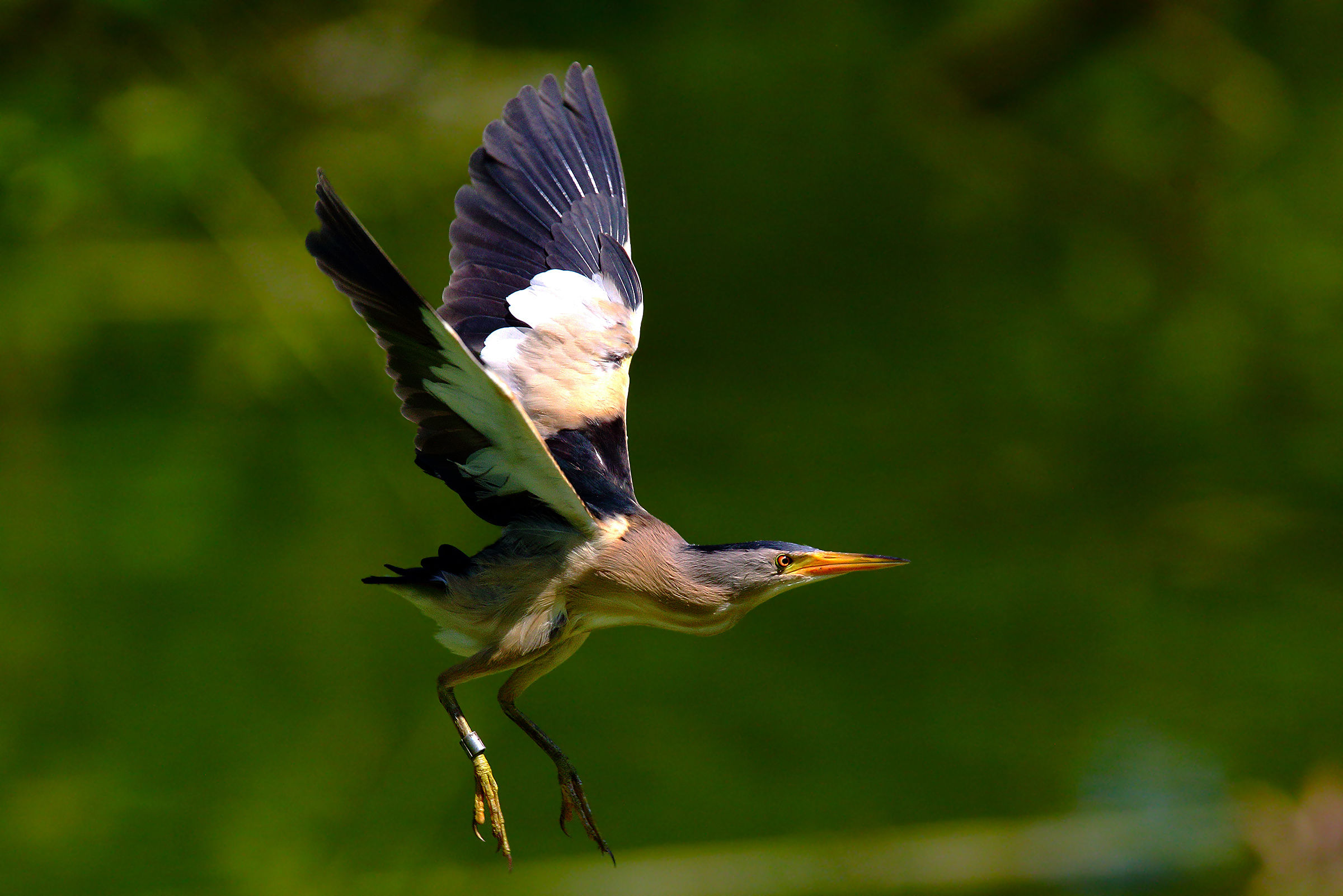 The proud helium of the male