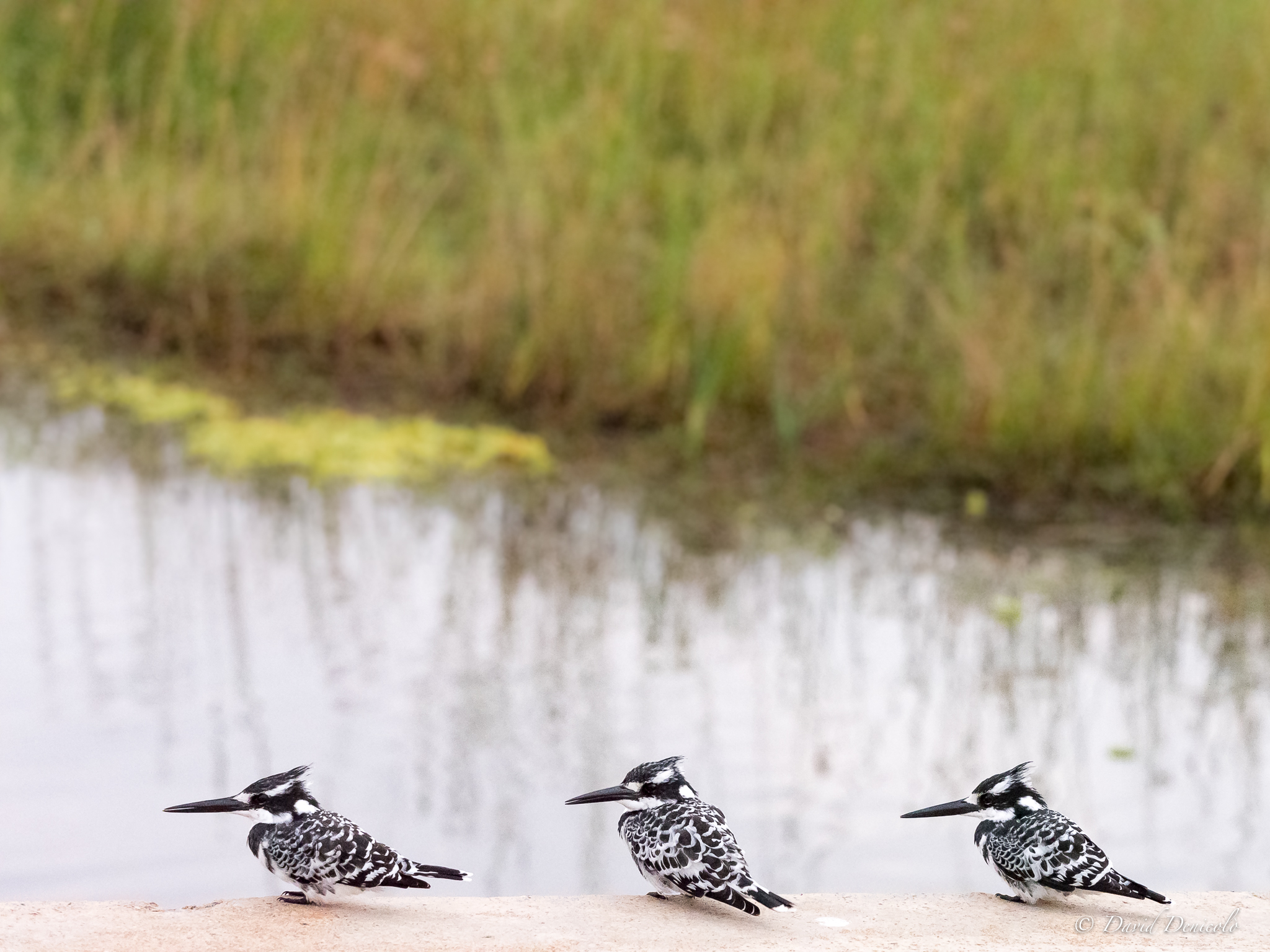 Pied kingfishers Trio