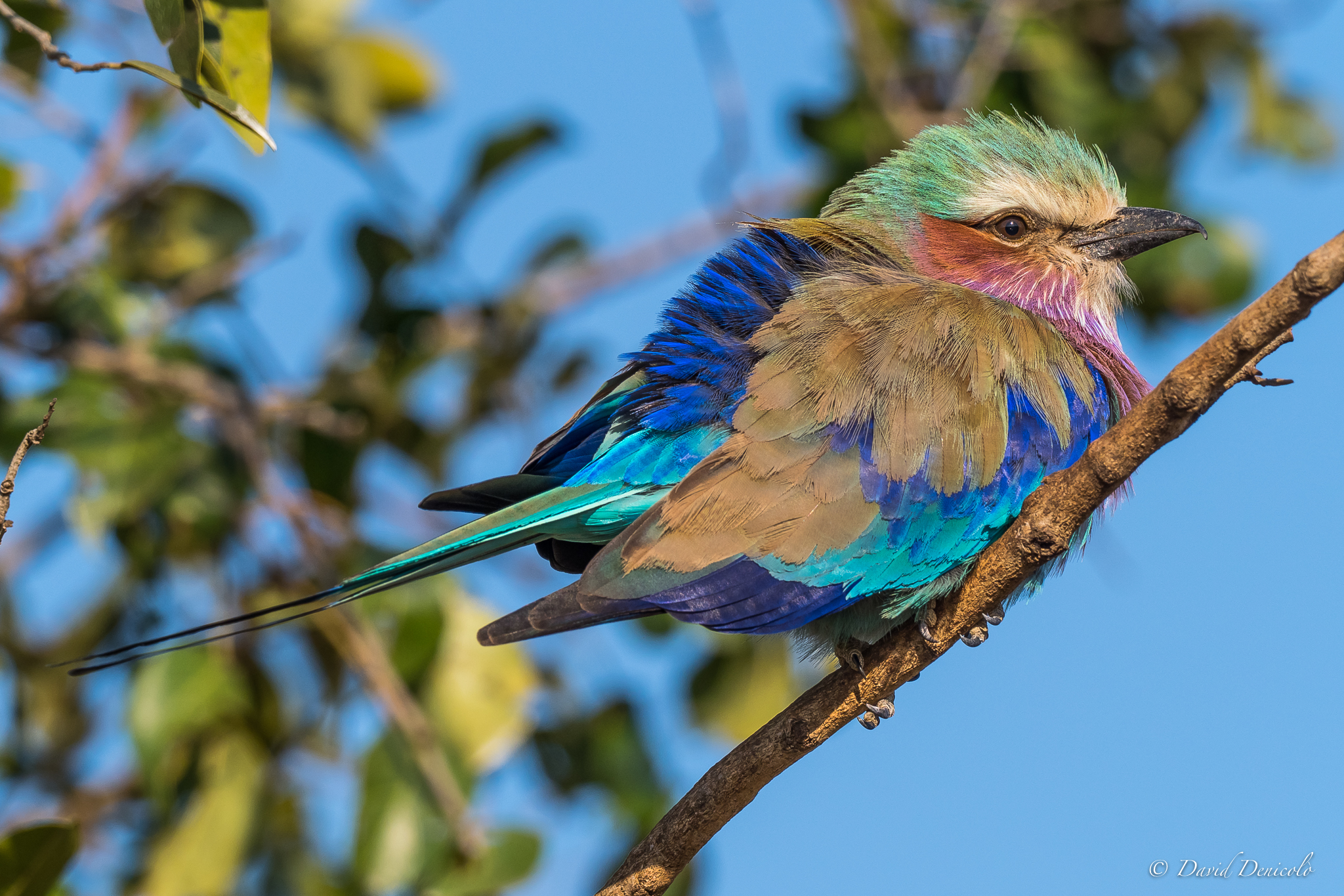 Lilac breasted Roller