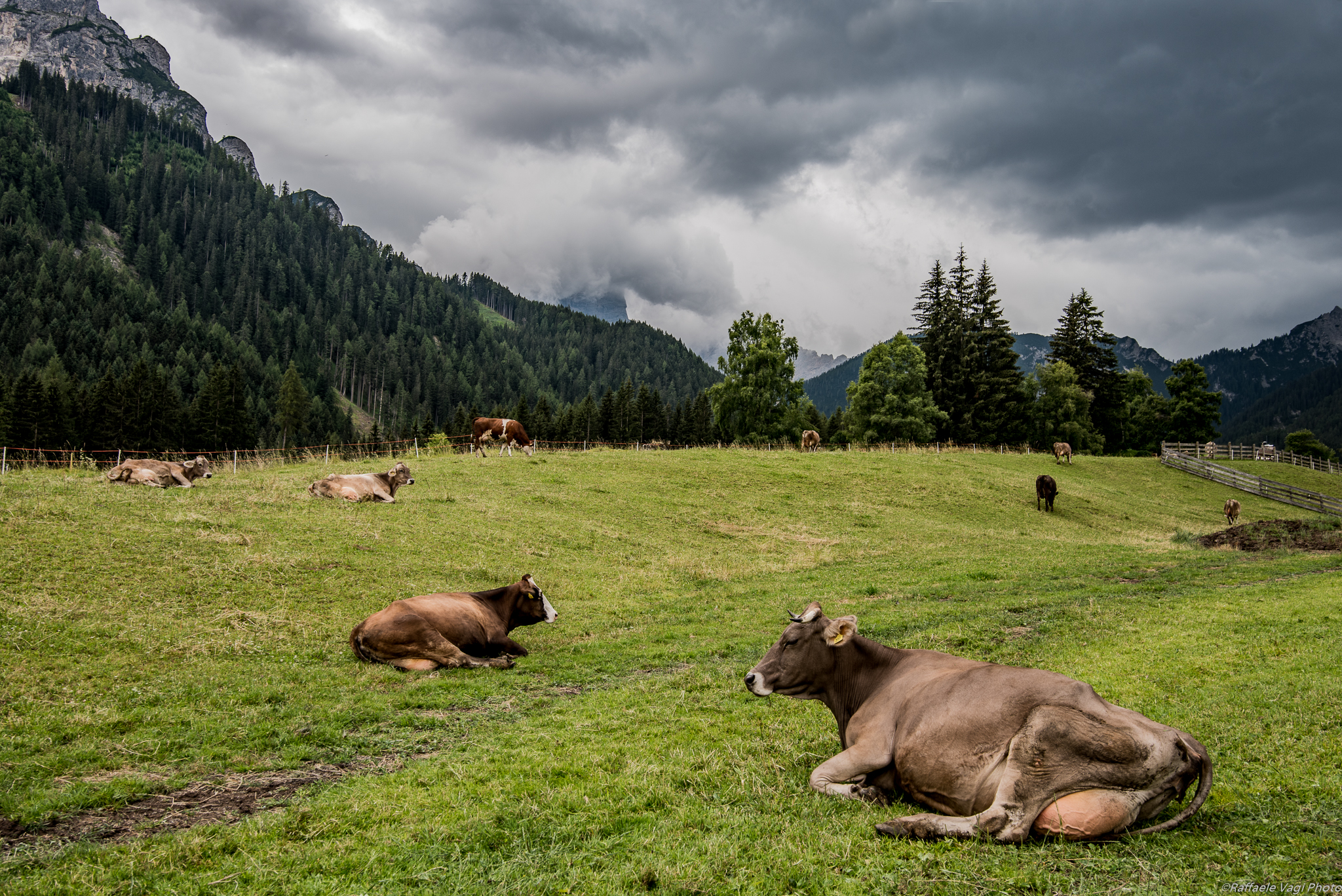 Il latte è pronto...