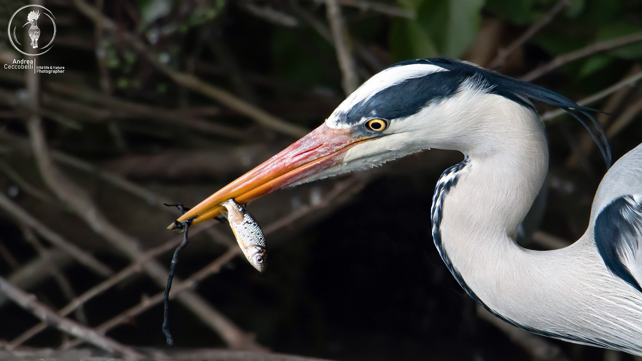 Chi dorme non pija pesci...
