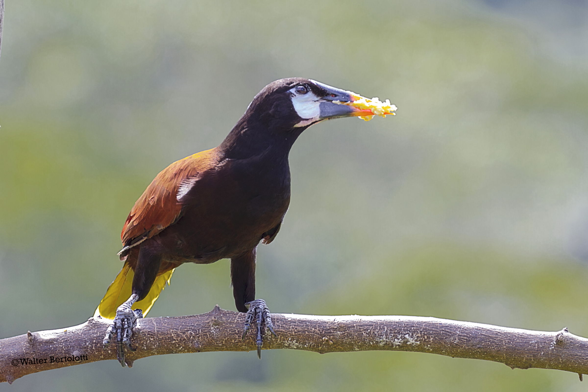 Oropendola di Montezuma