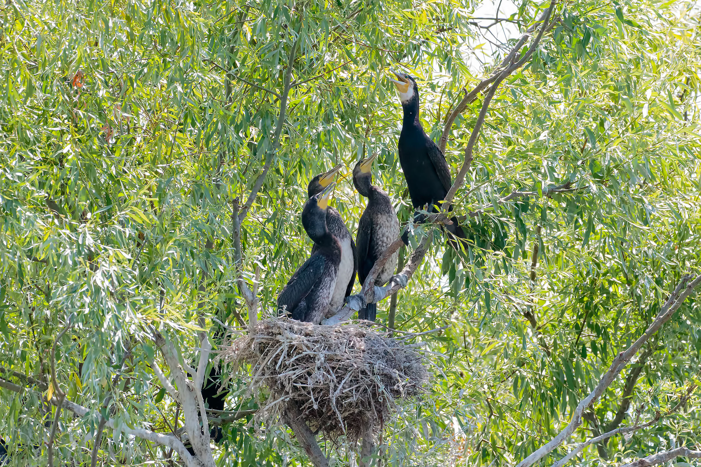 Cormorants