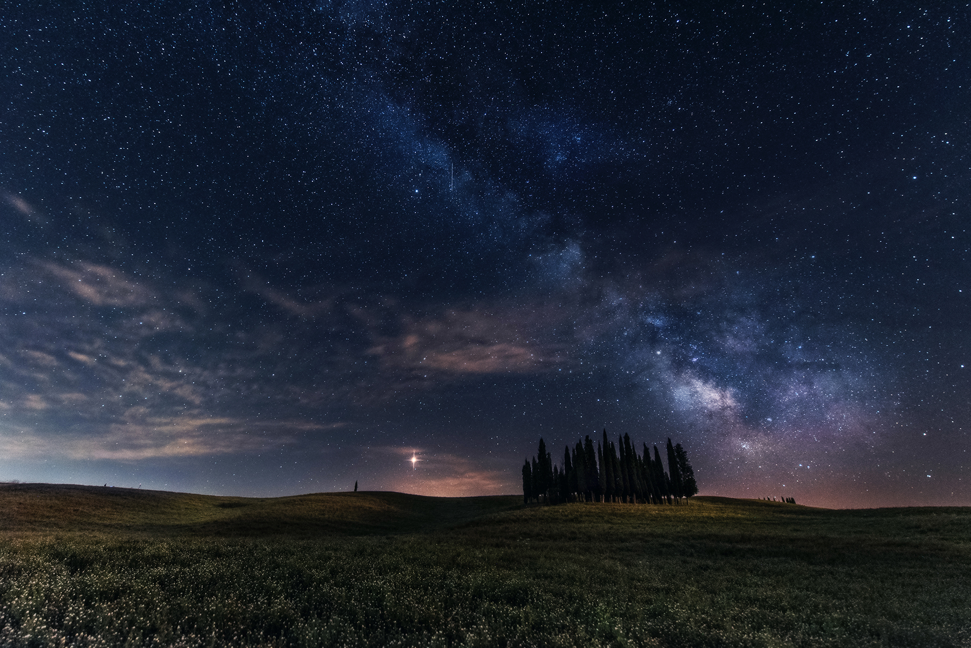 The cypress trees under the stars