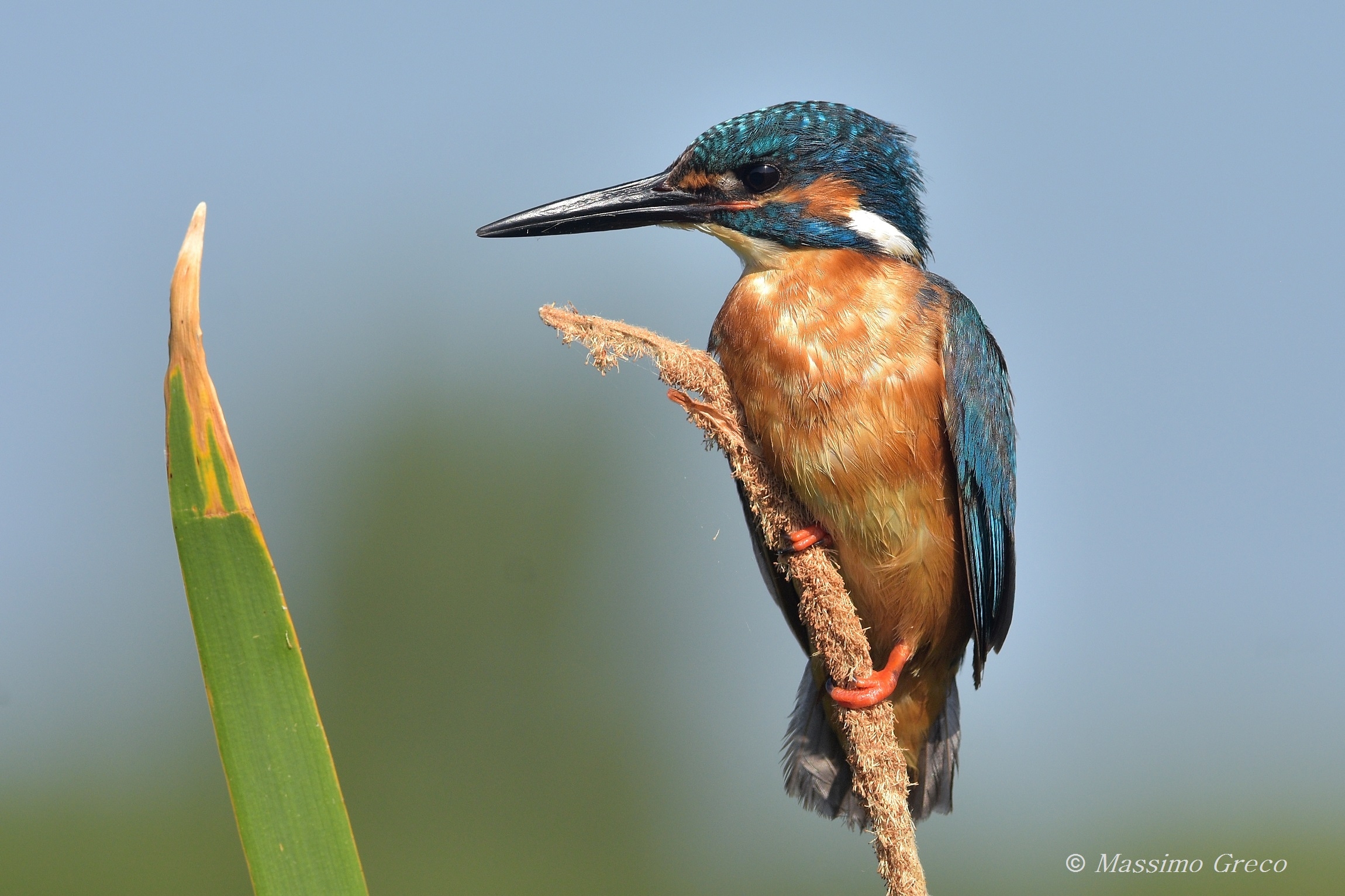 Kingfisher