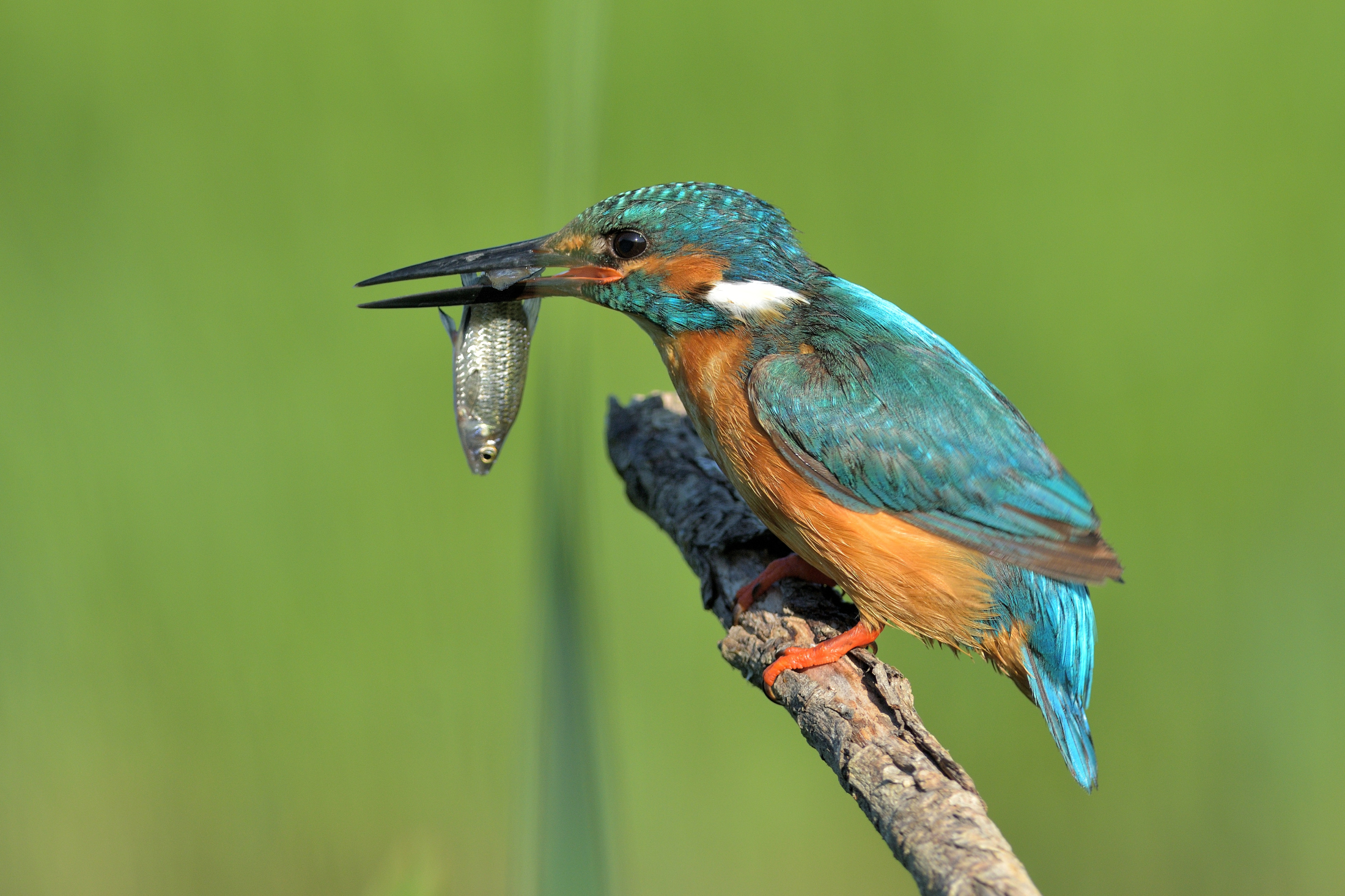 Kingfisher