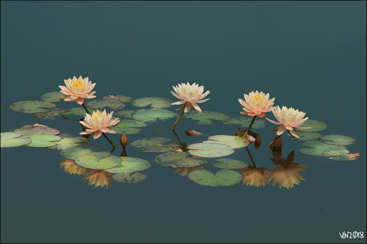 Ninfee, parco Sigurtà