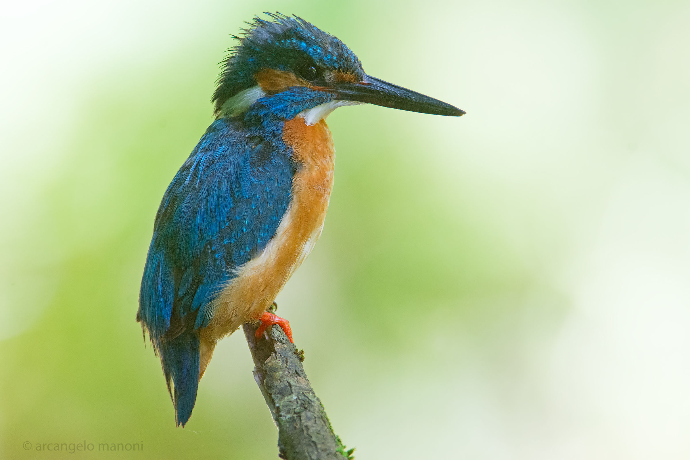 The disheveled Light