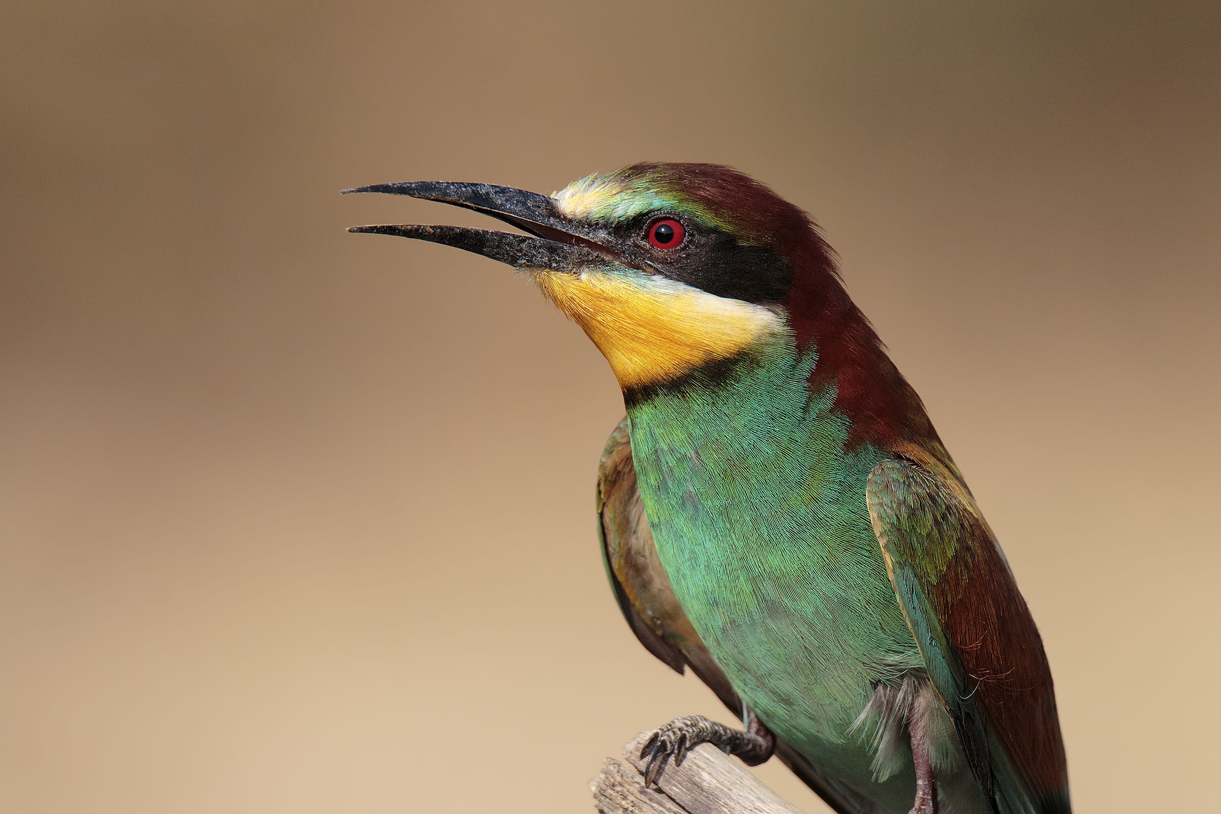 Bee-eater