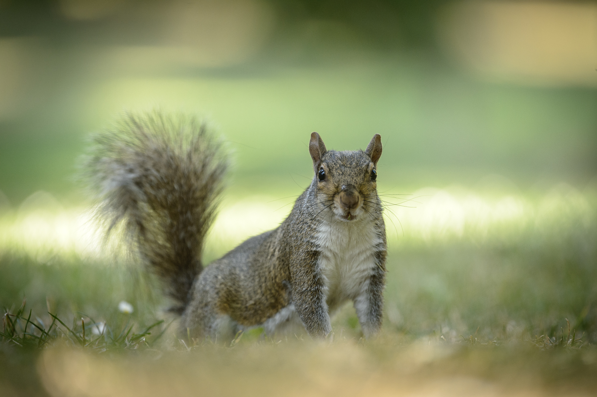 Grey squirrel