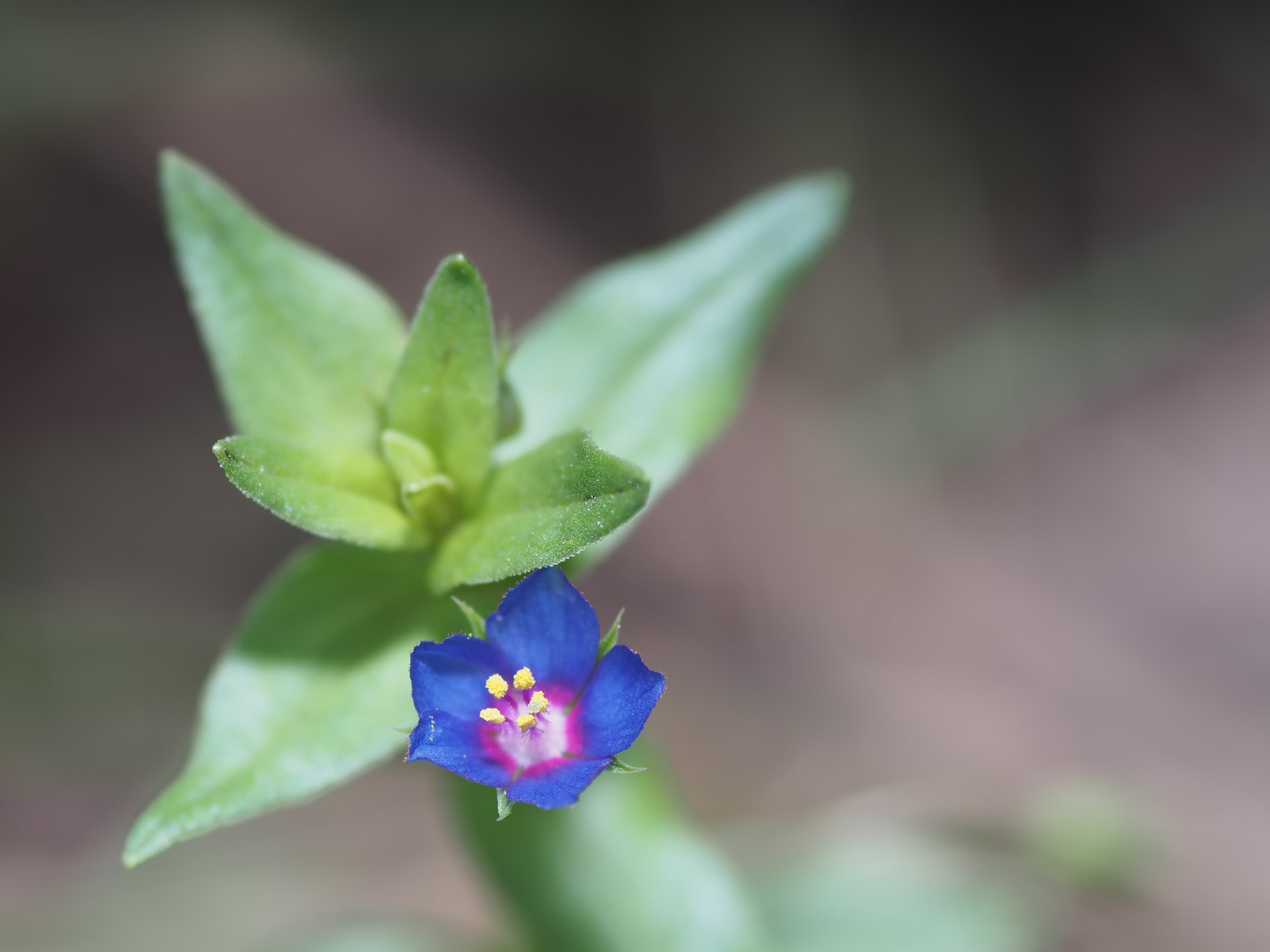 Lysimachia arvensis (l.) U. Manns & Anderb.