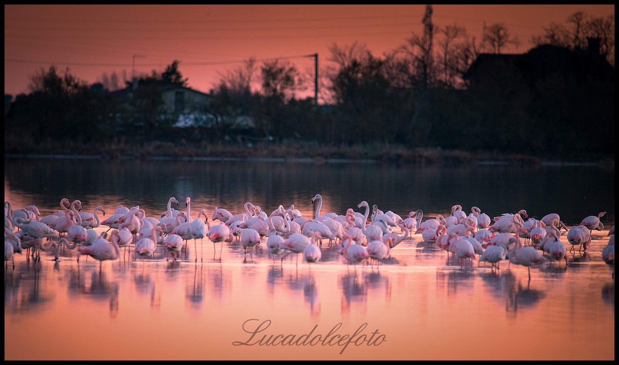 Flamingos "in The Rose"