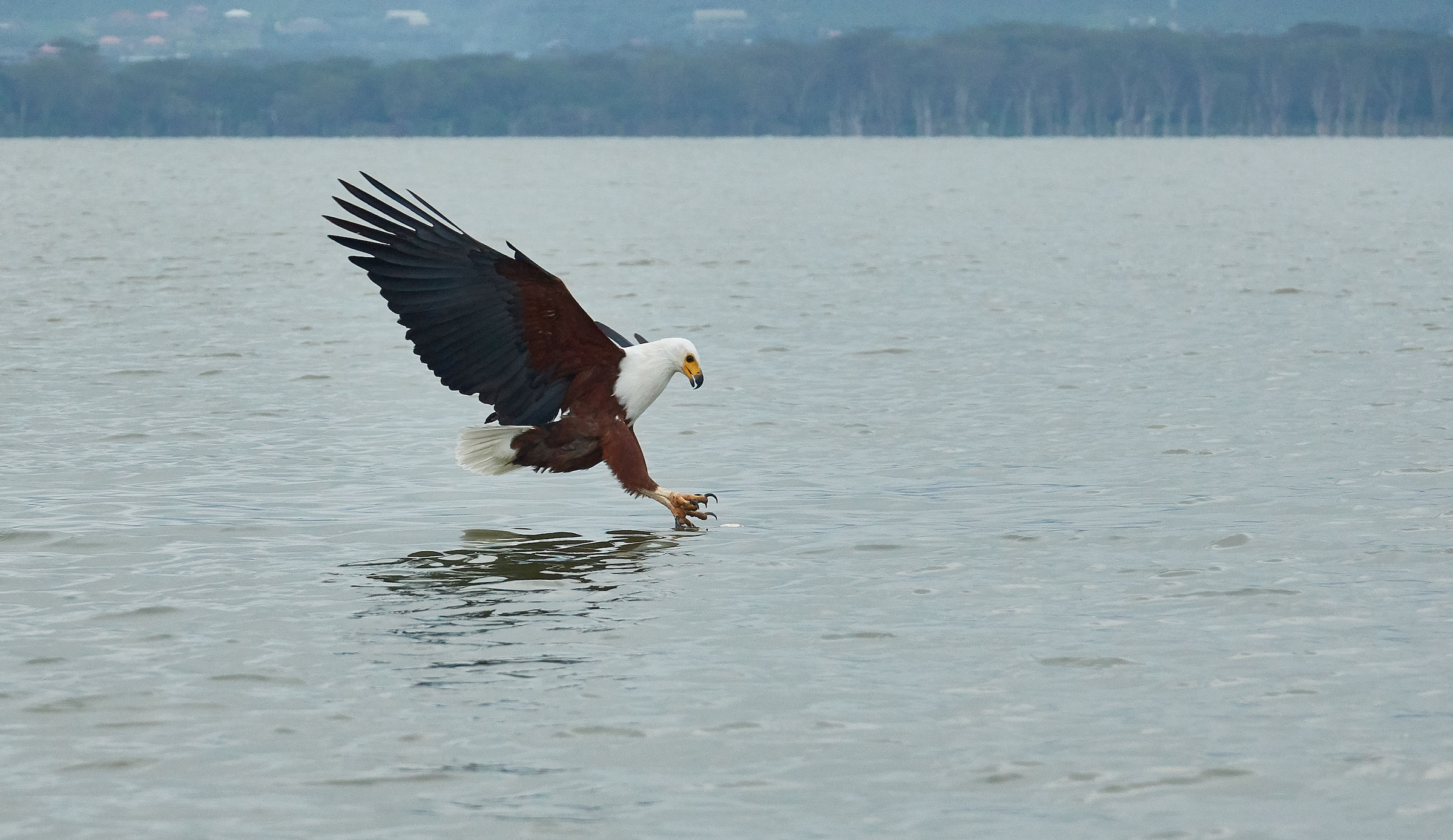 Aquila pescatrice in azione