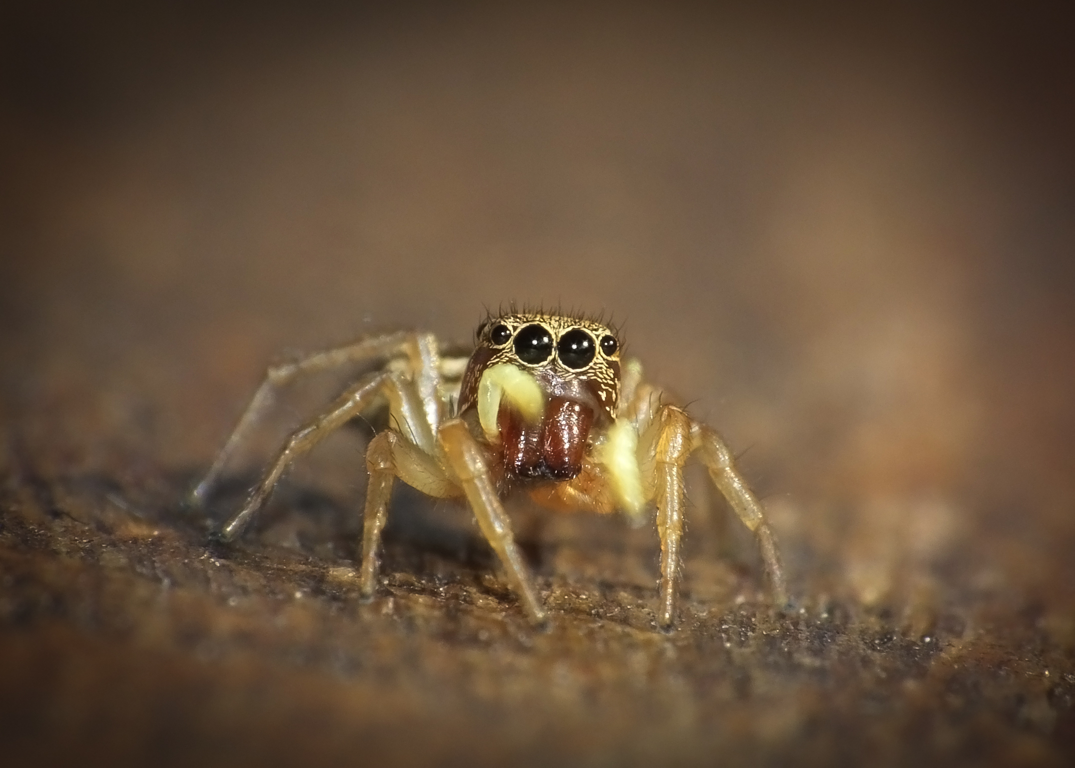 Jumping spider