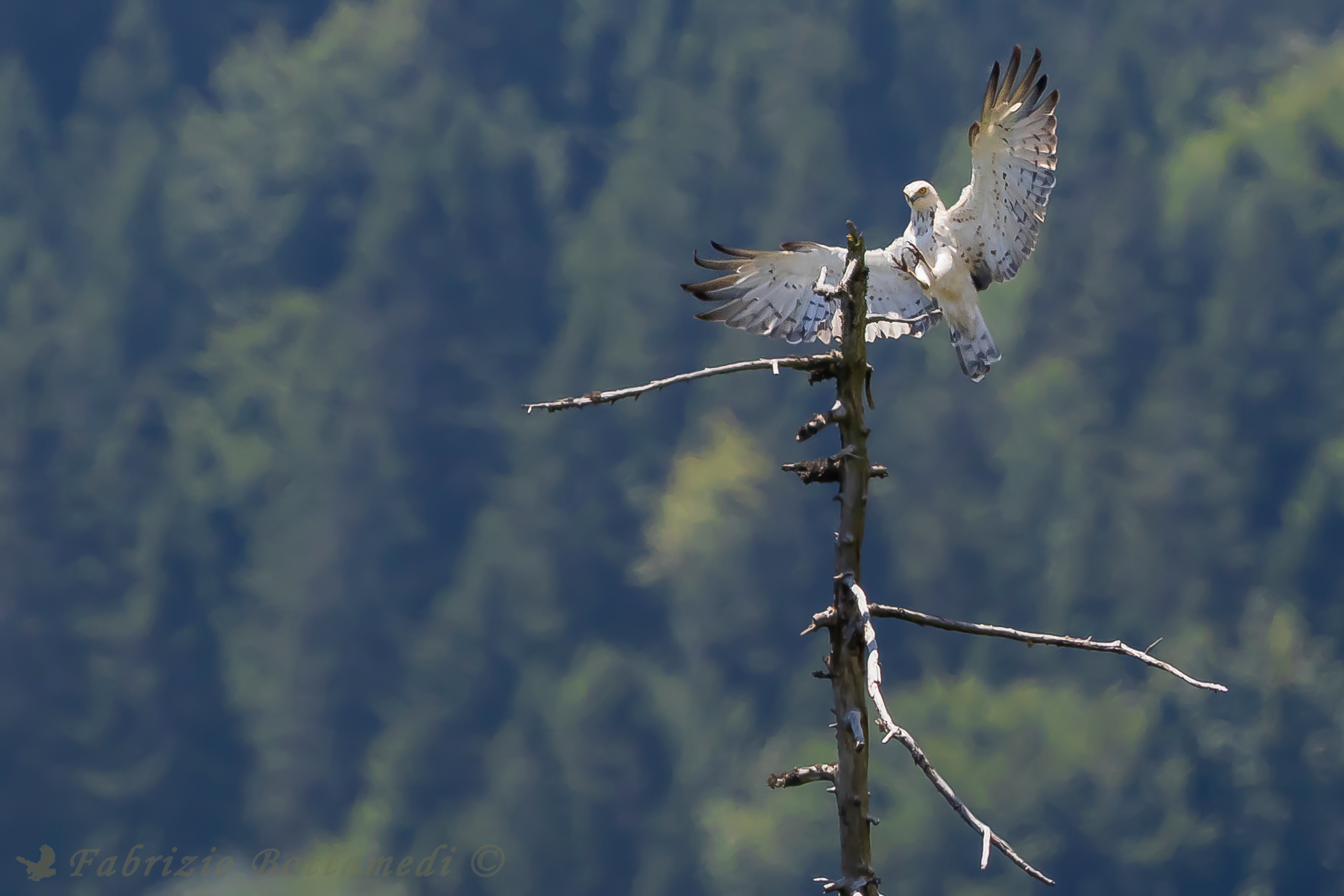 Un biancone molto bianco...
