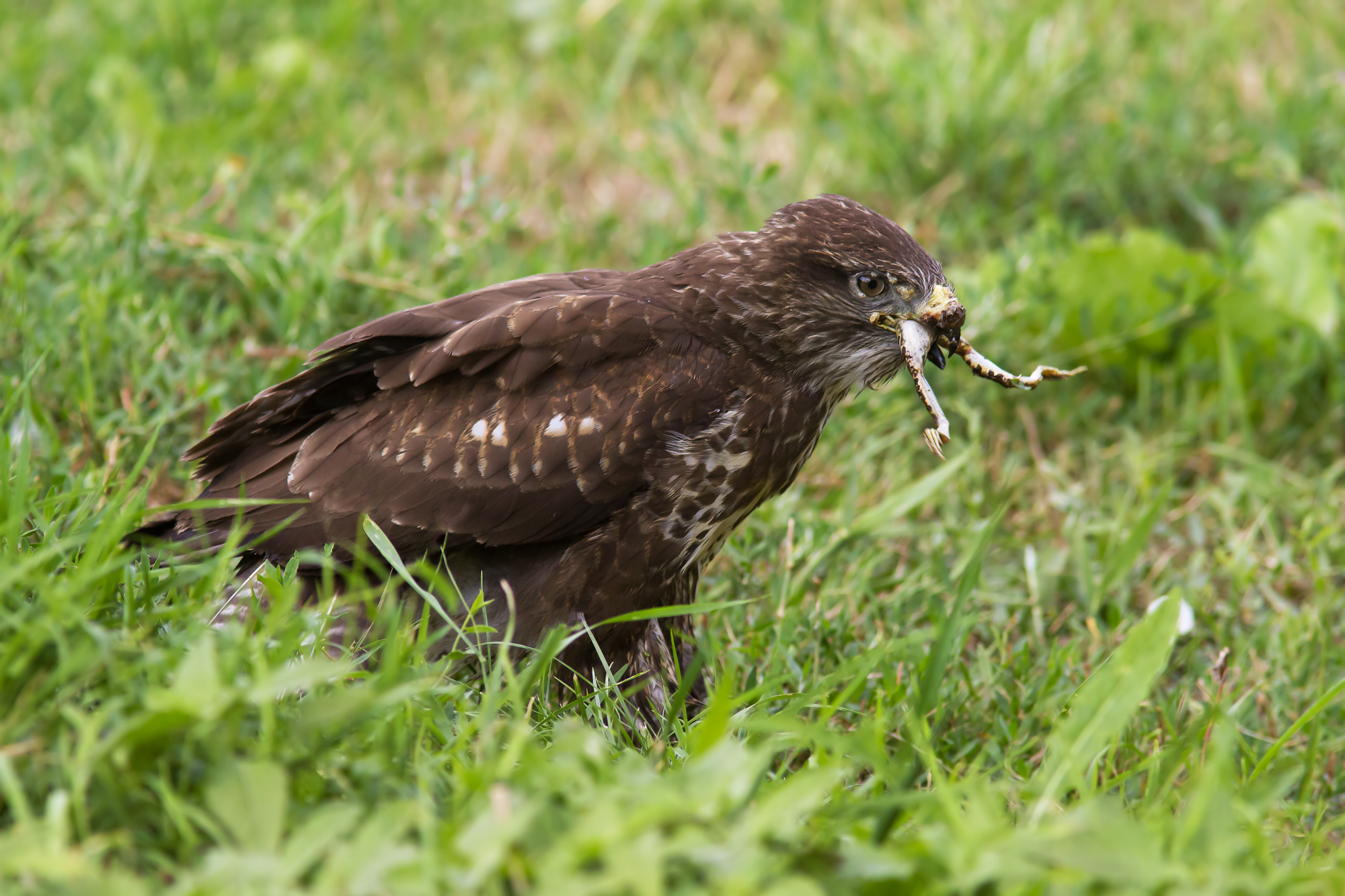 Buzzard with Prey