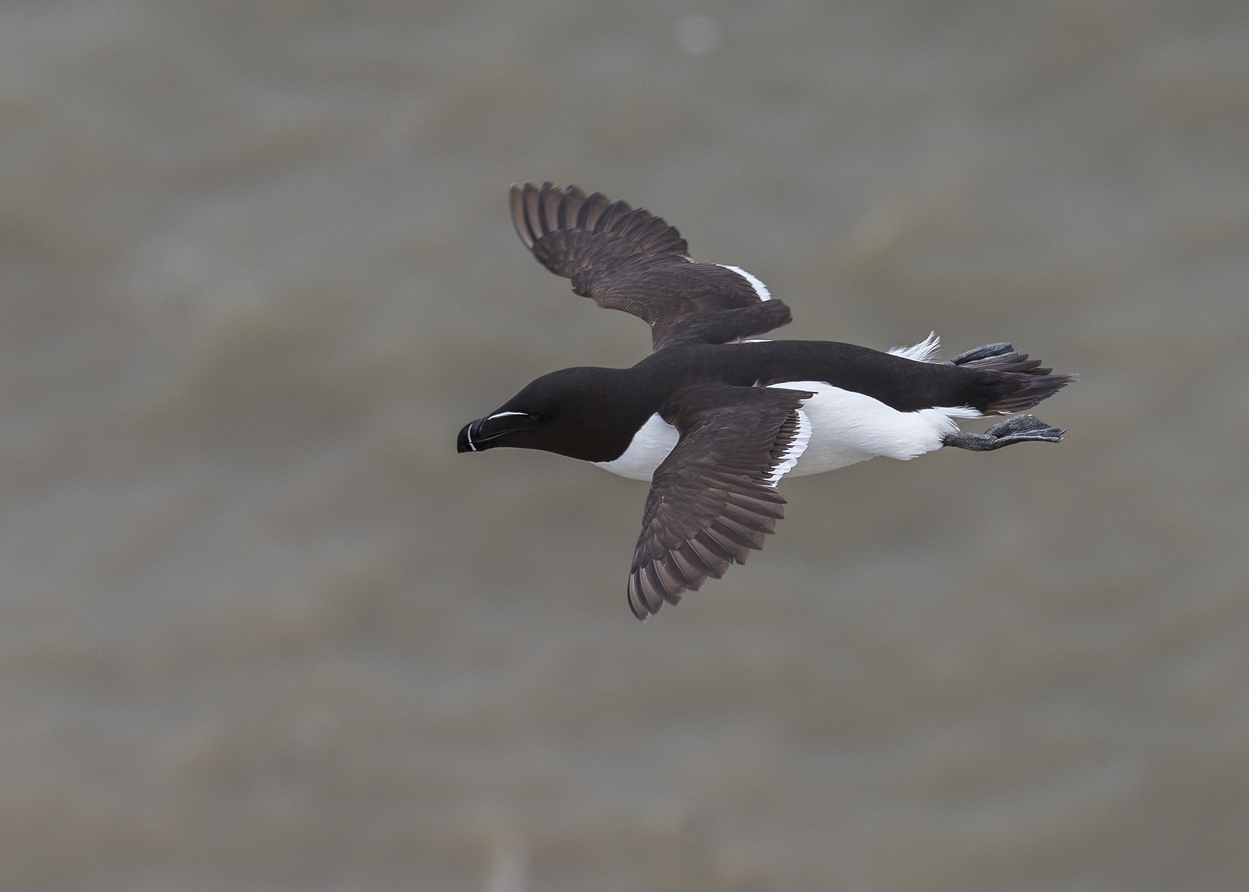 Razorbill