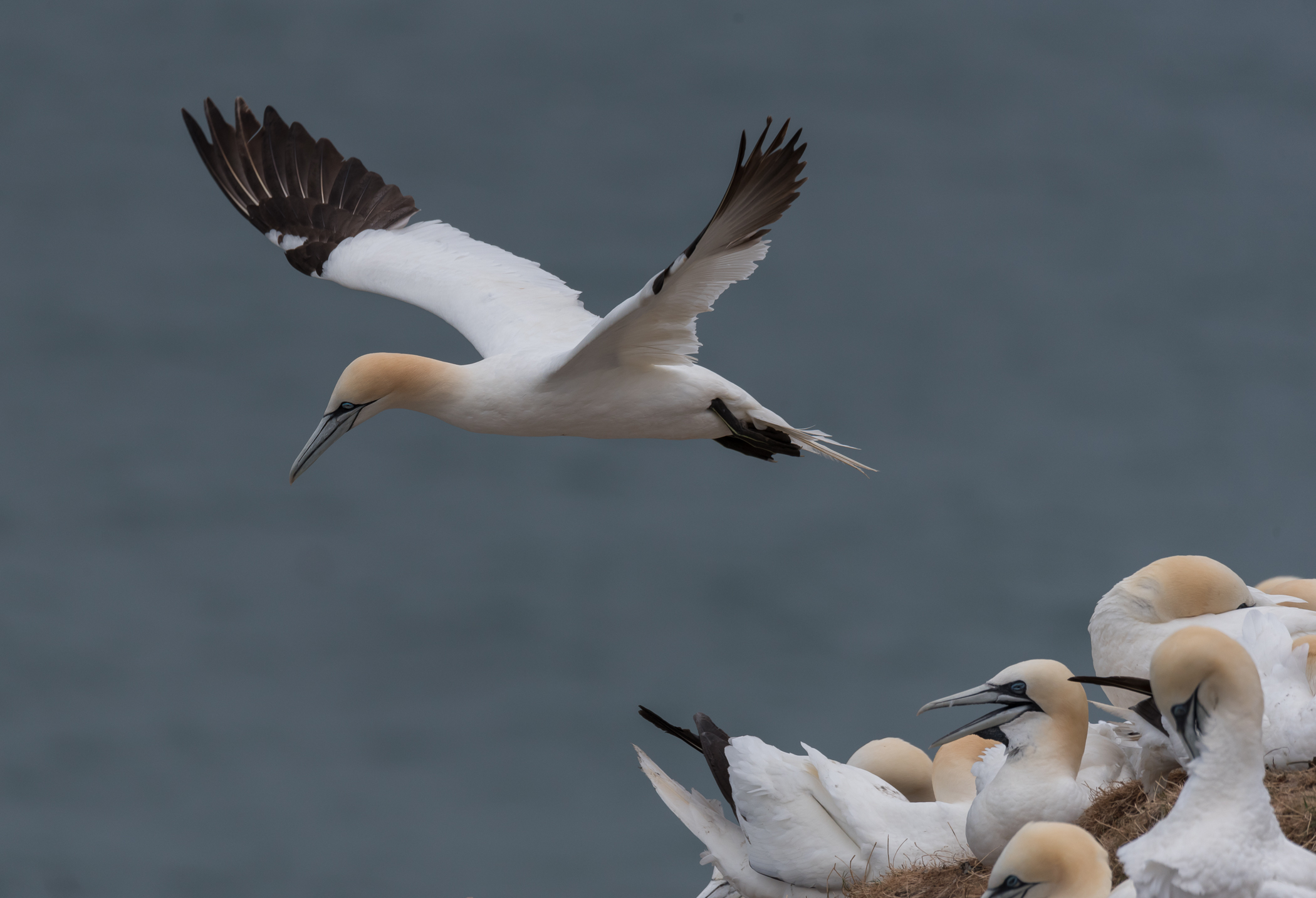 Gannet