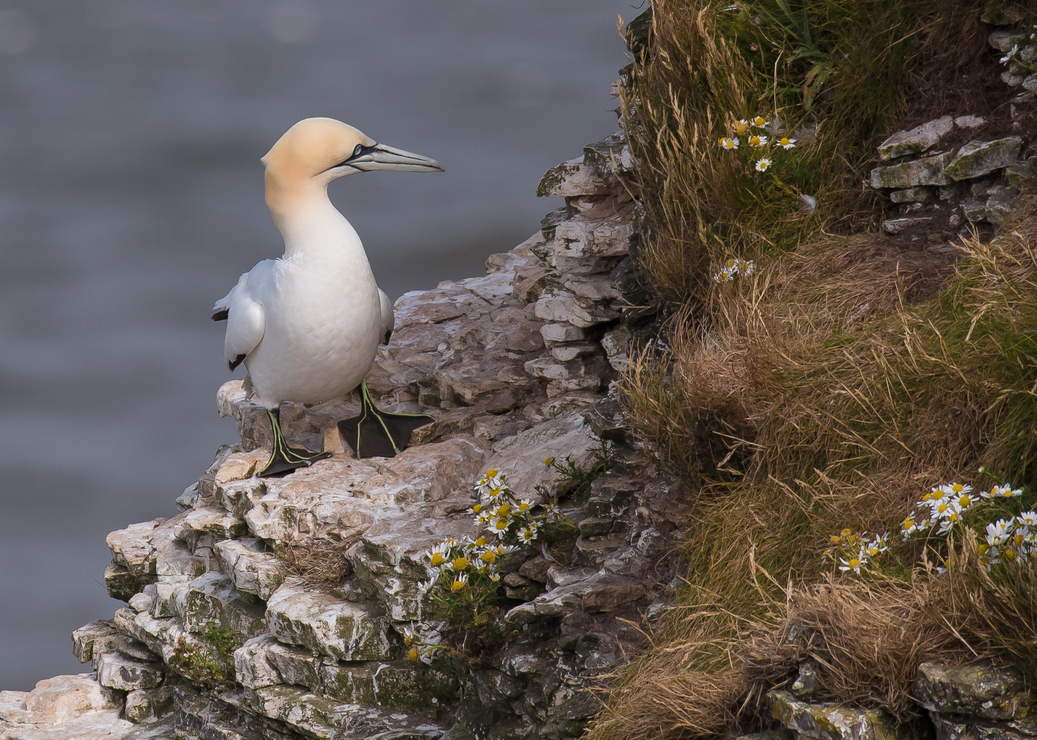 Gannet