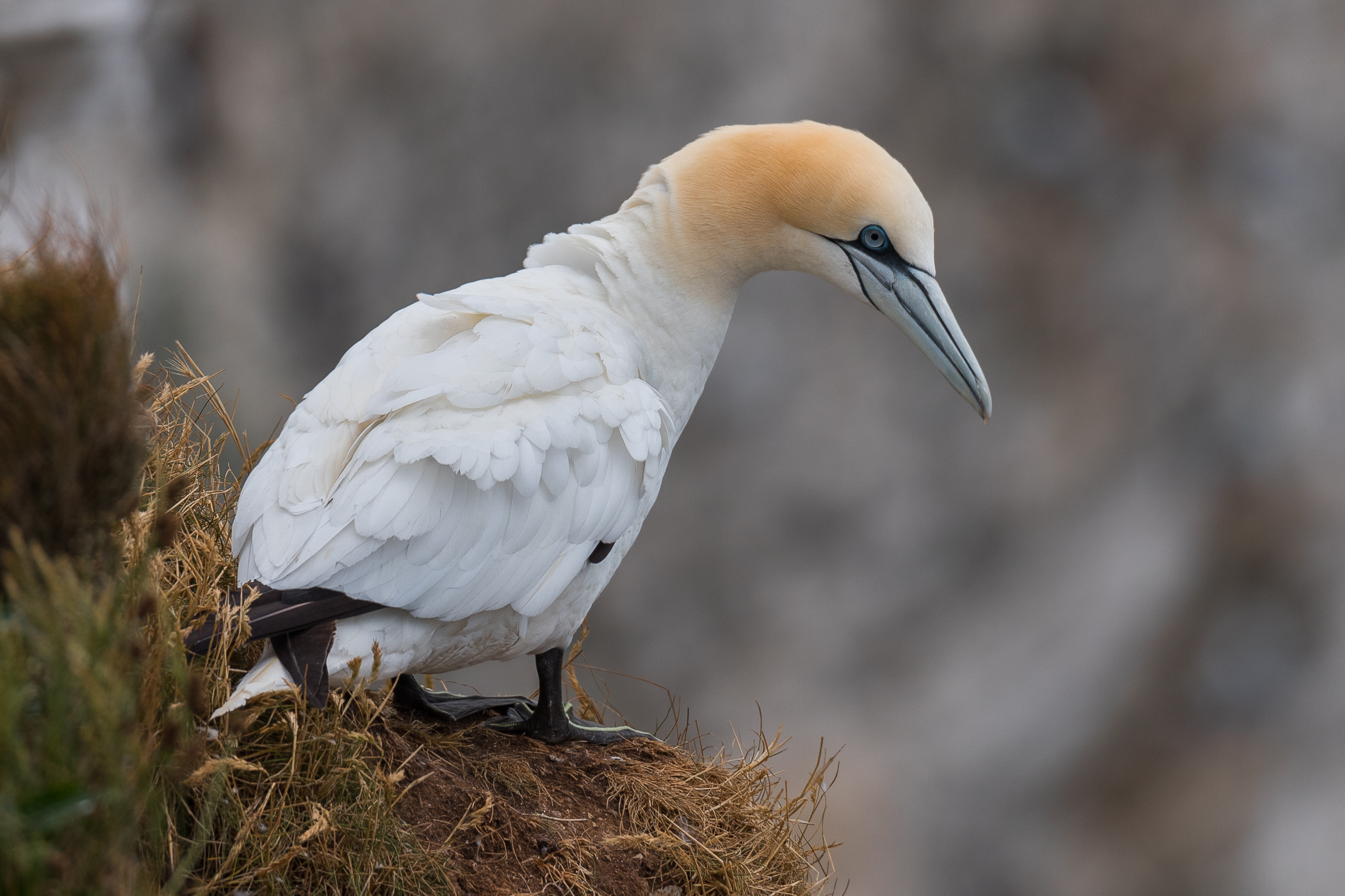 Gannet