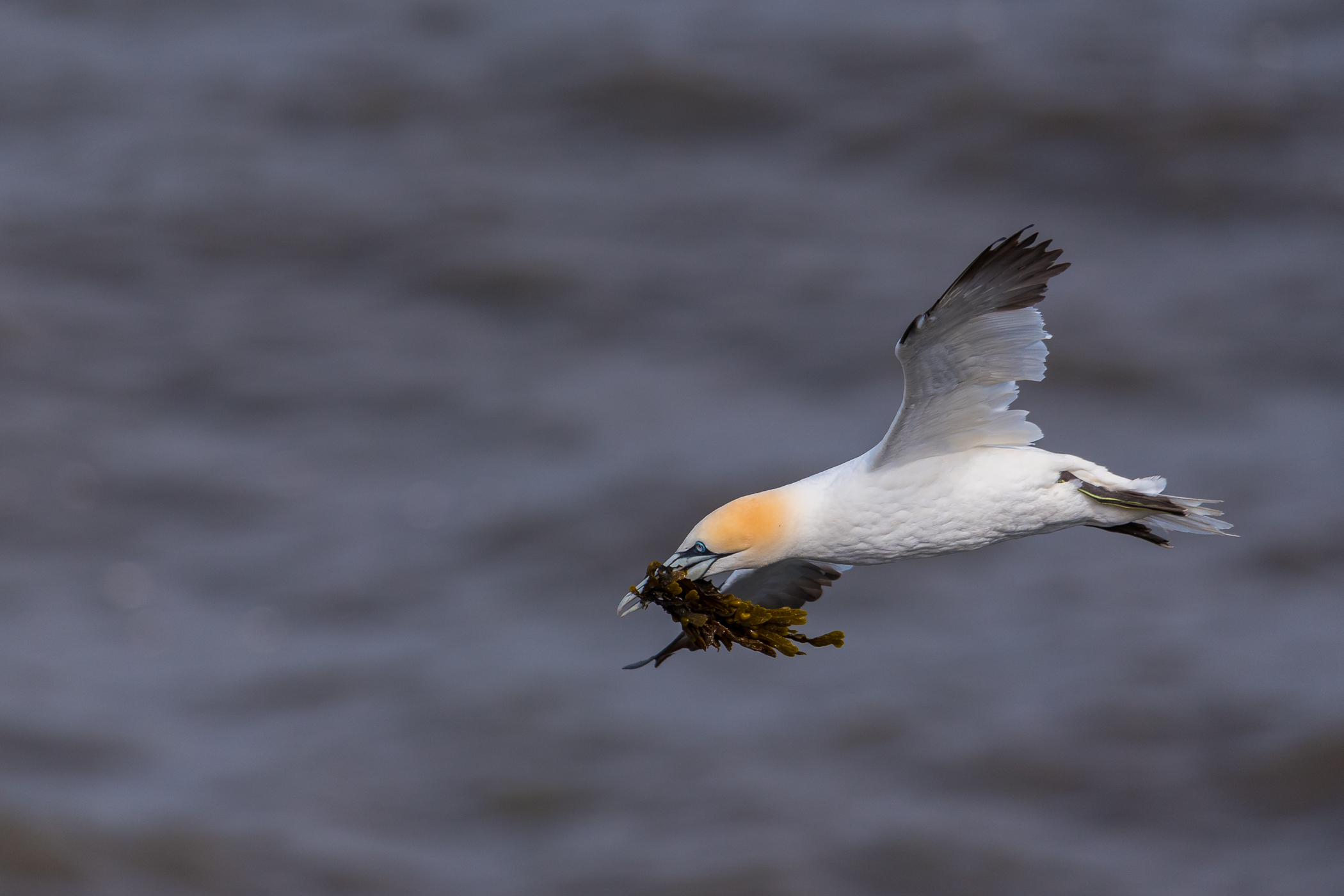 Gannet with nesting material