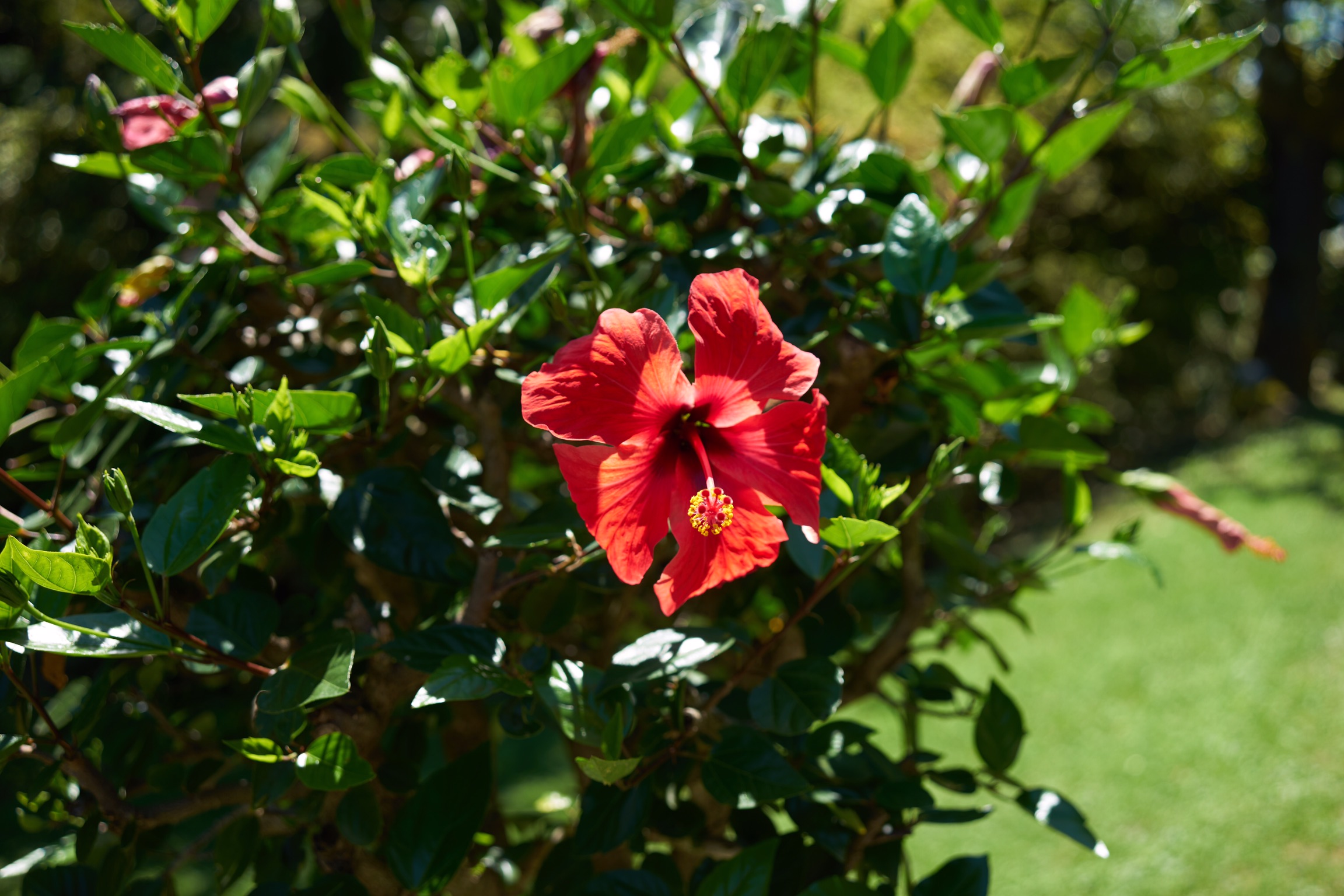 Red flower