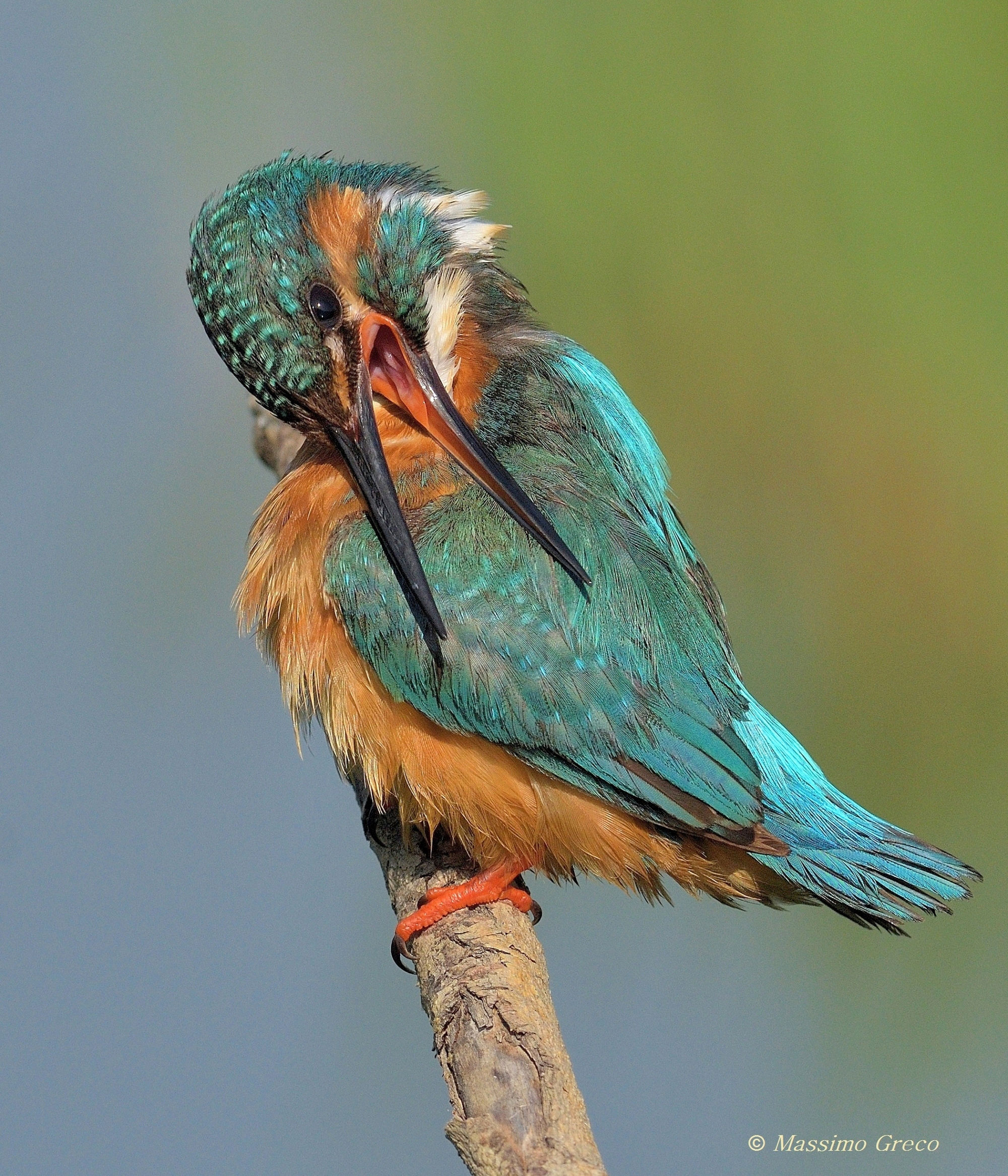 Portrait of Kingfisher