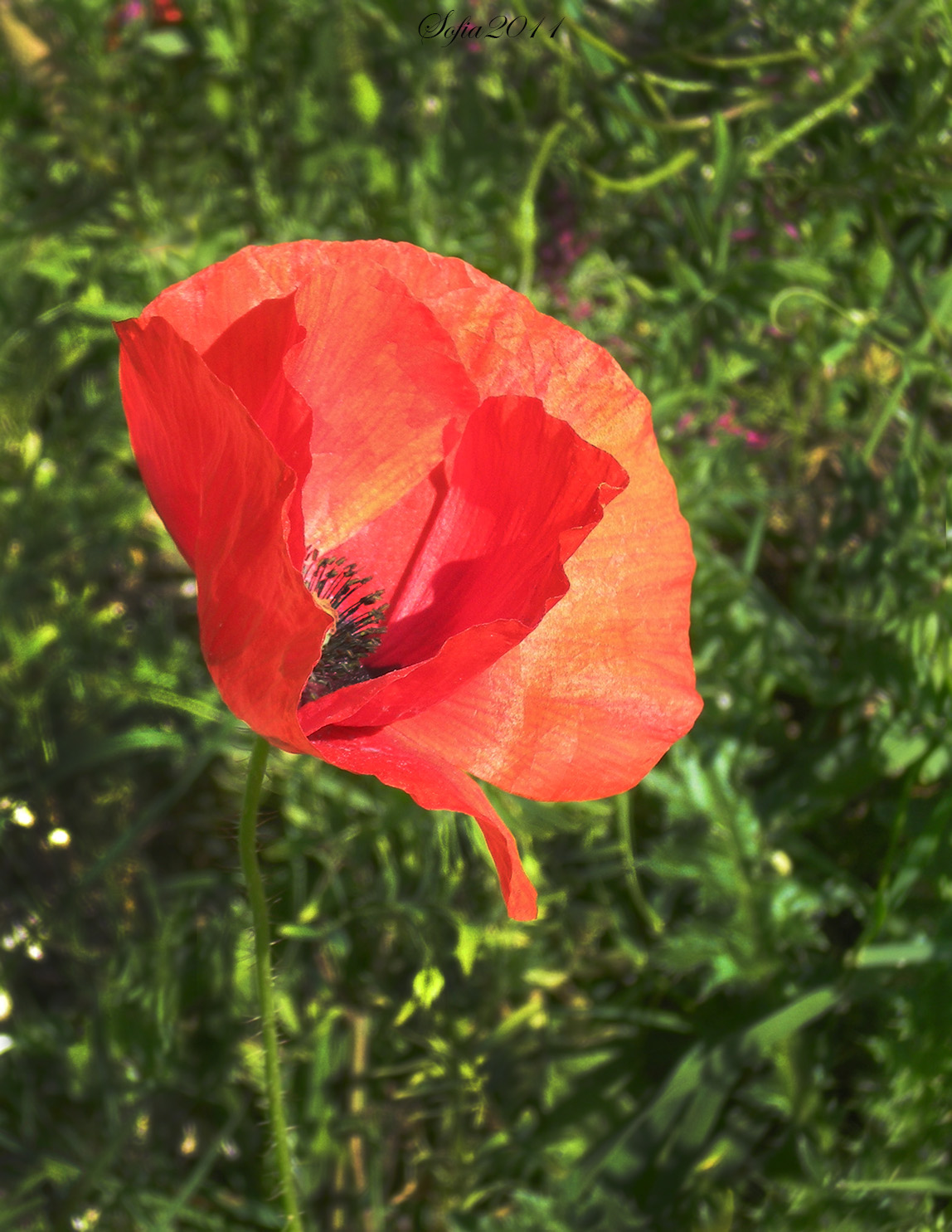The Poppy of Castelluccio