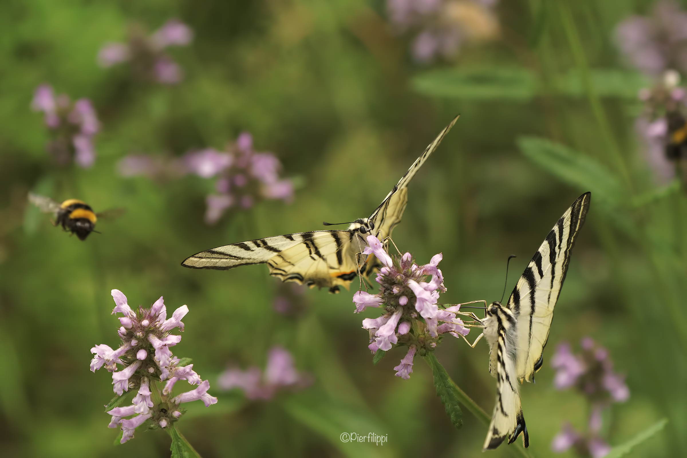 ognuno prese il suo..