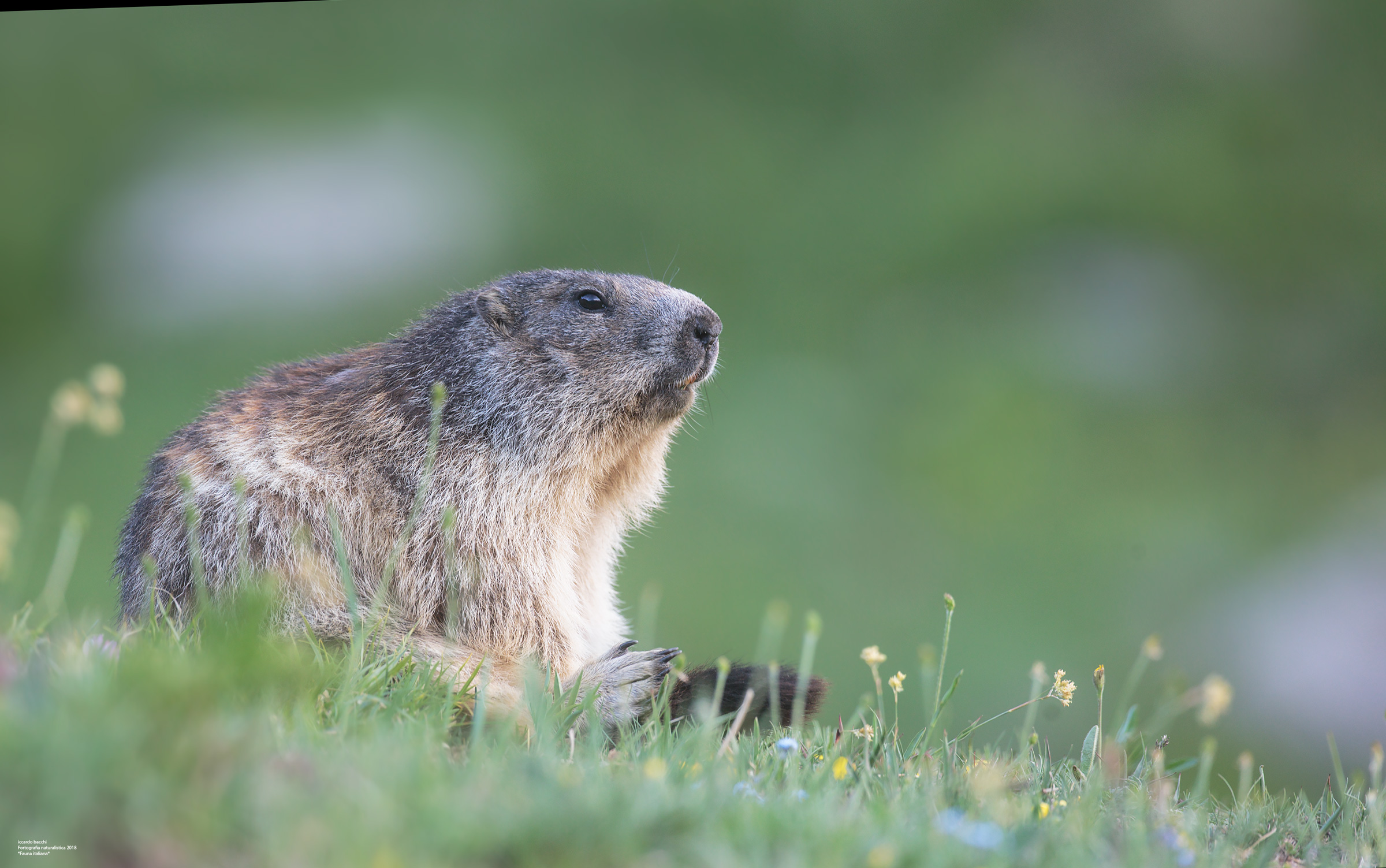 Alpine Marmot and Genzianelle