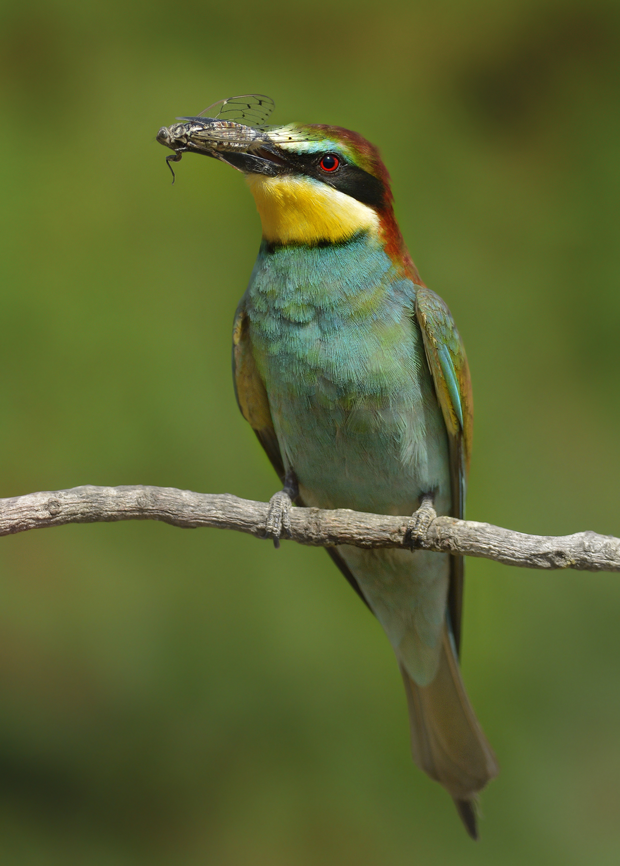 Il gruccione e la cicala.