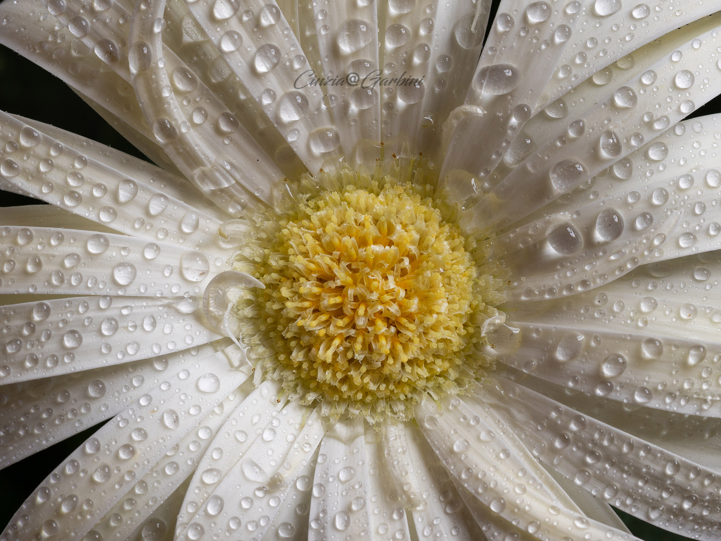 il cuore della gerbera