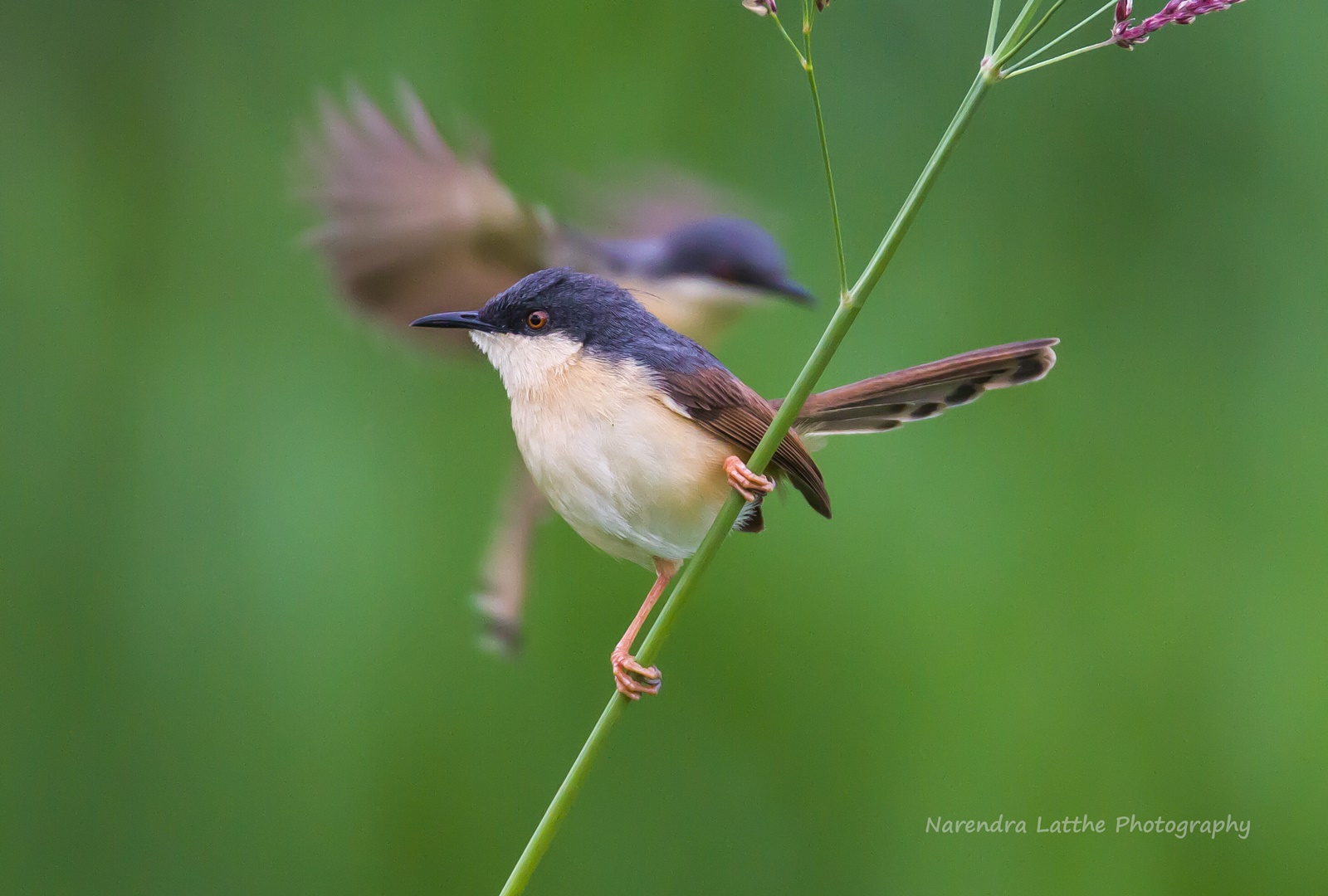 Cenere prinia