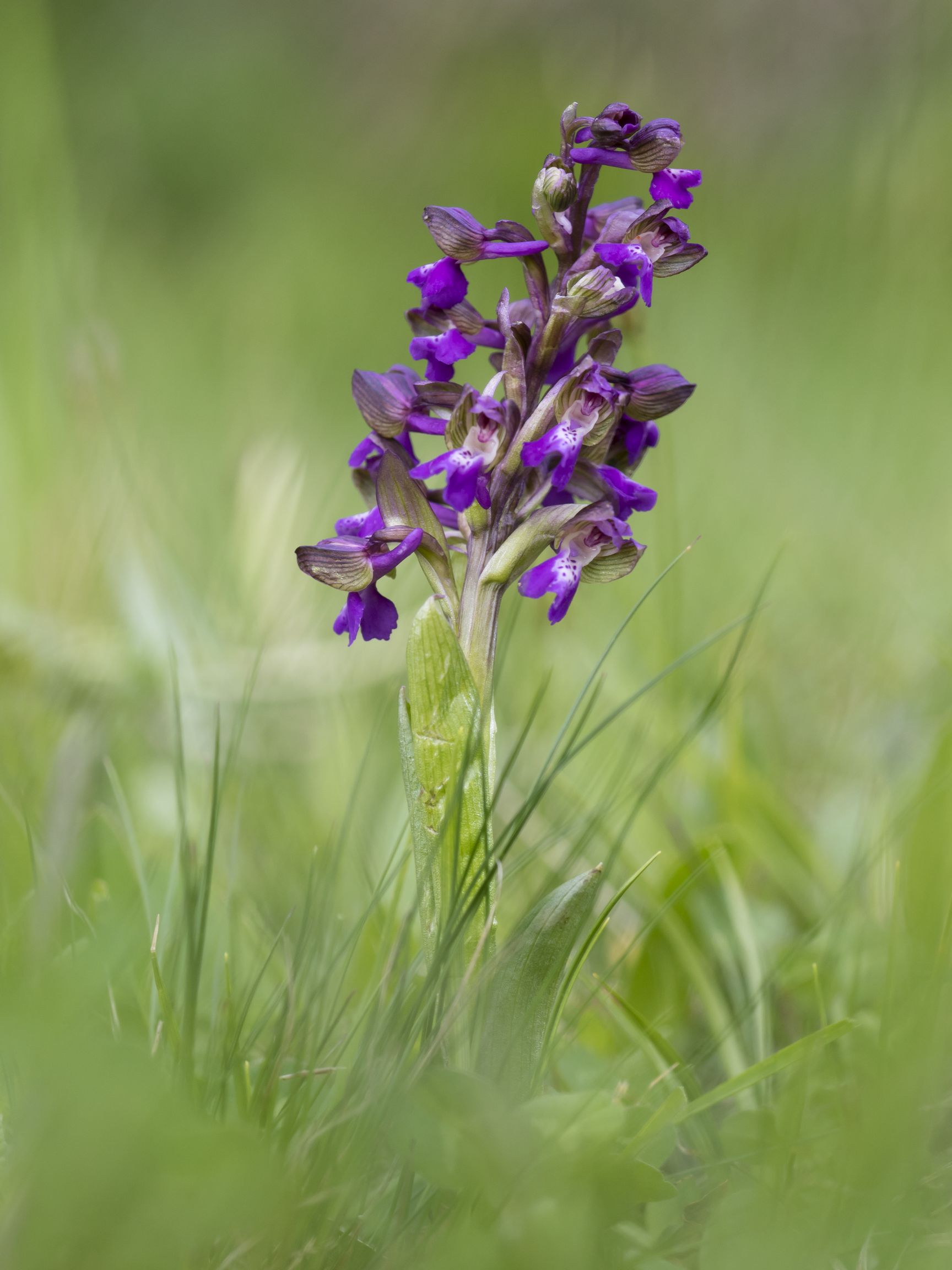 Anacamptis Morio