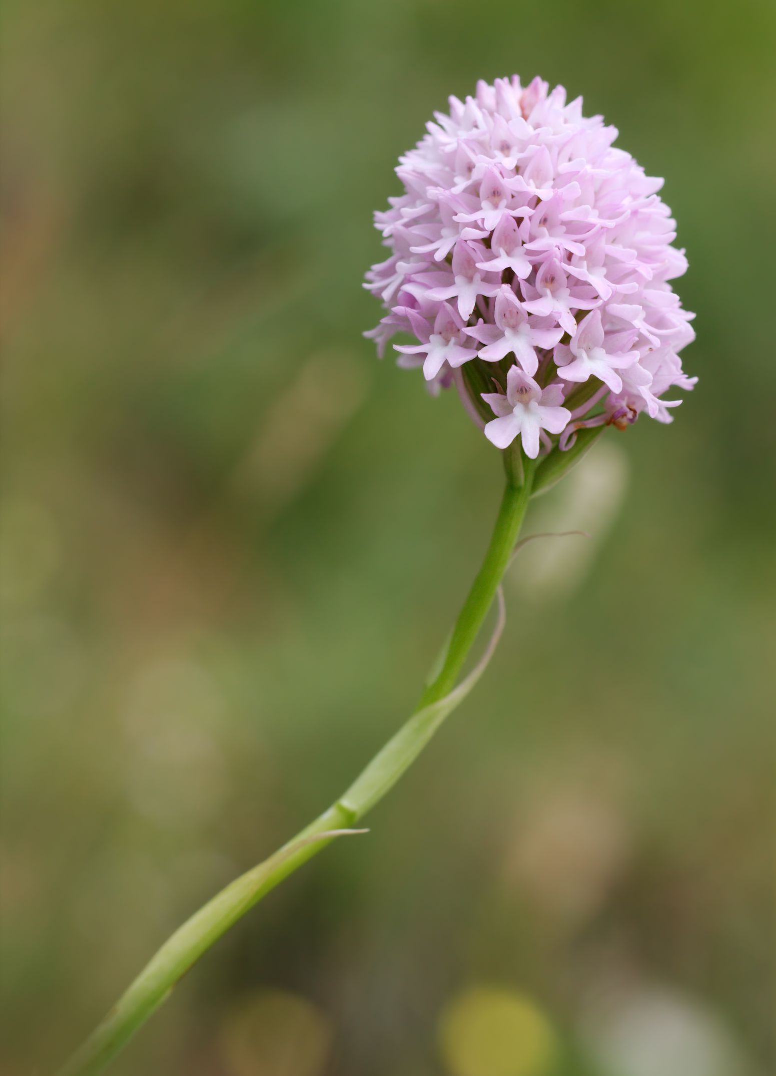 Anacamptis Pyramidalis