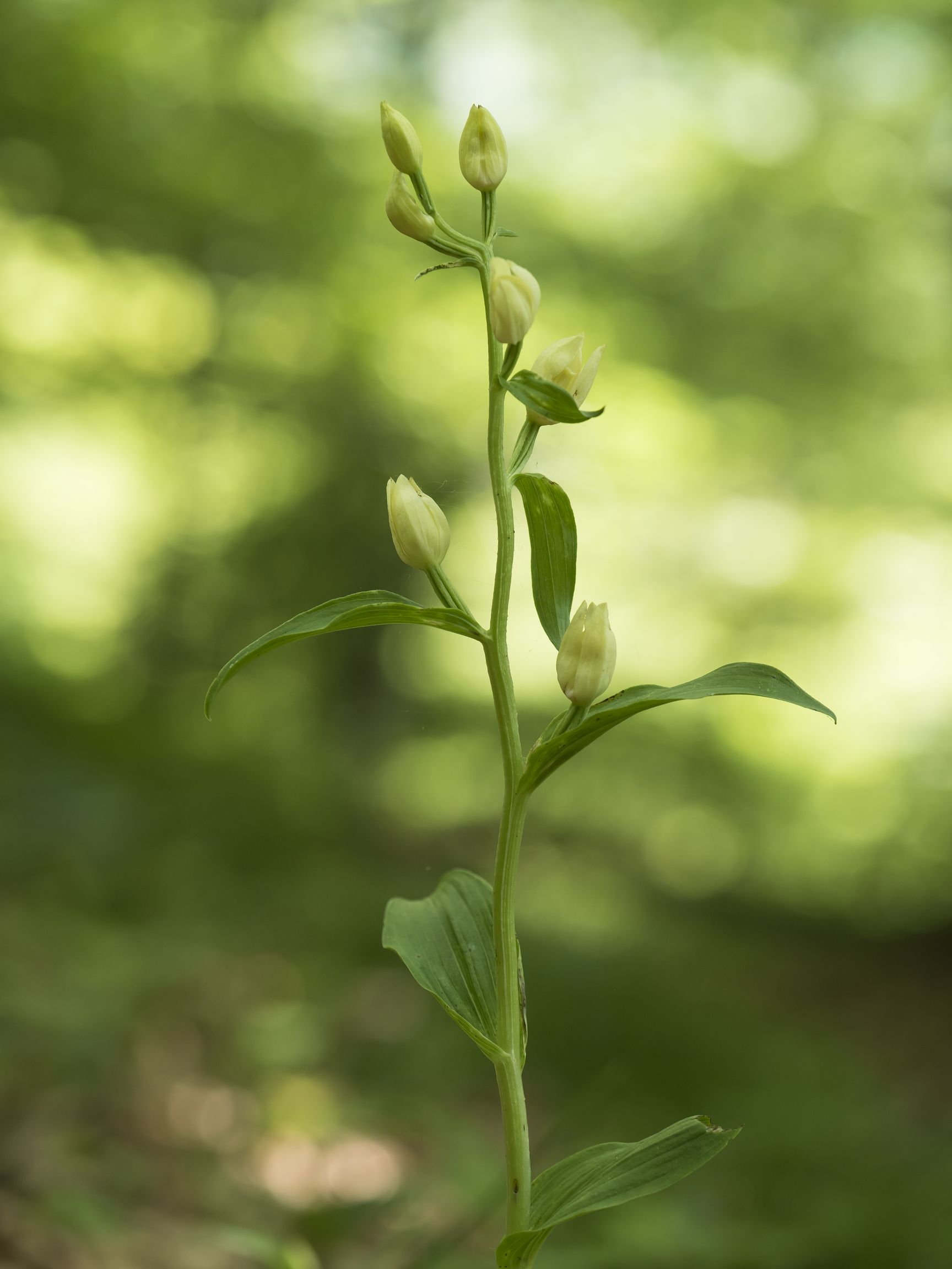 Cephalanthera Damasonium