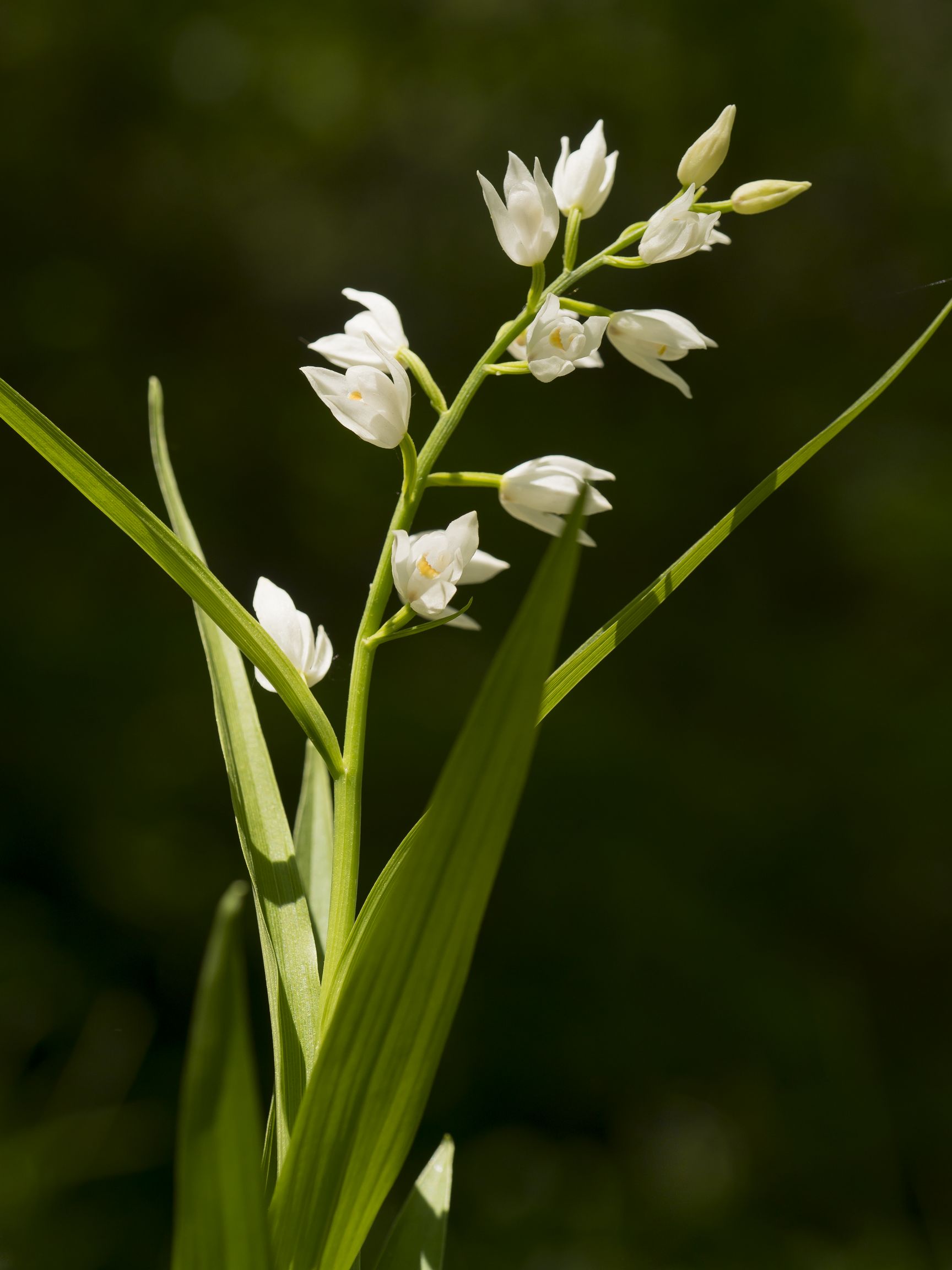 Cephalanthera Longifolia