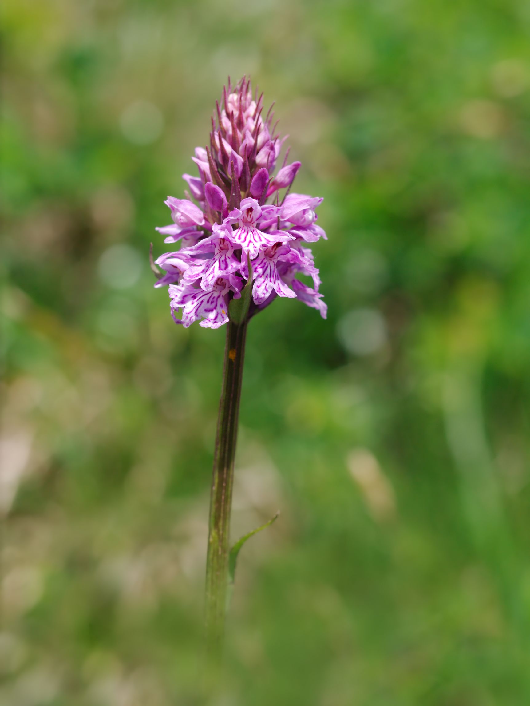 Dactylorhiza Majalis