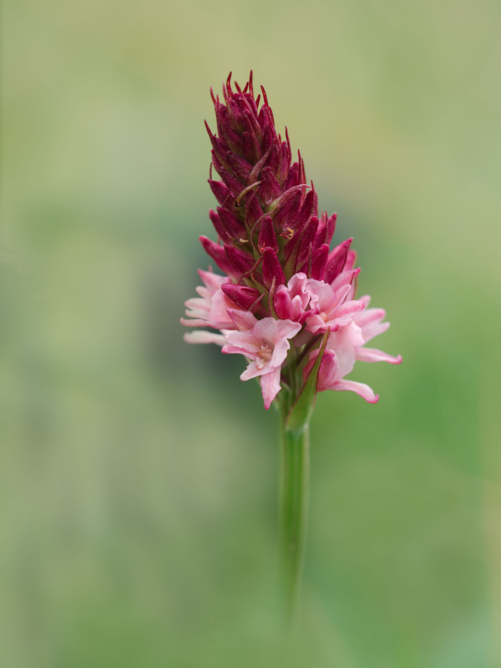 Gymnadenia Conopsea x Nigritella Rhellicani