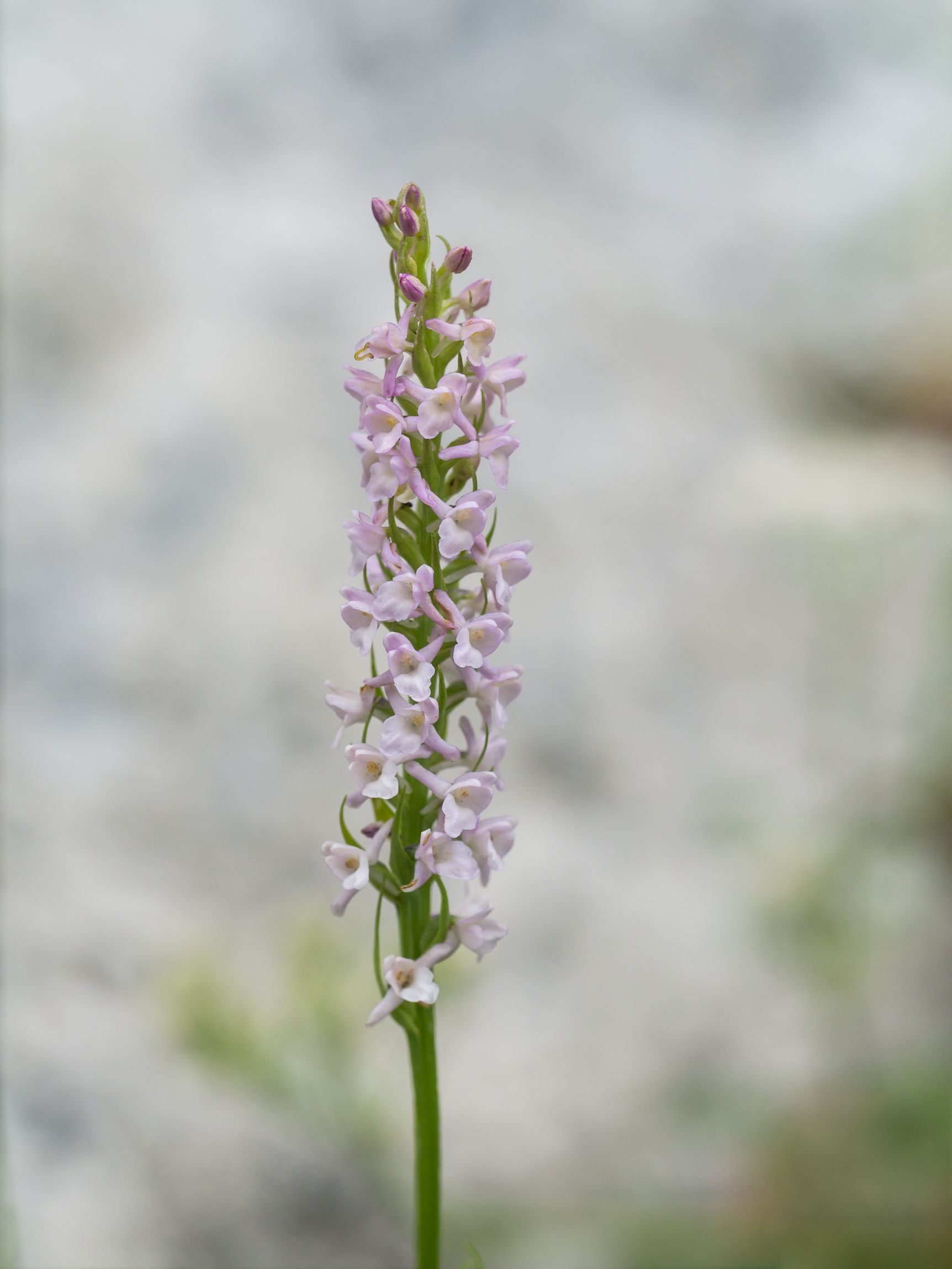 Gymnadenia Odoratissima