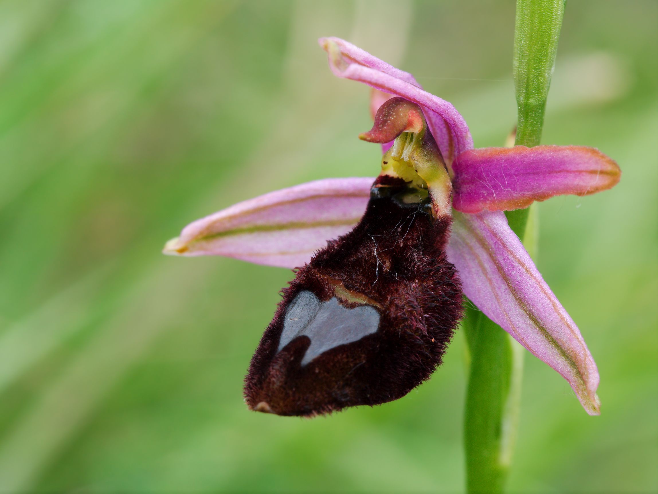 Ophrys Bertolonii