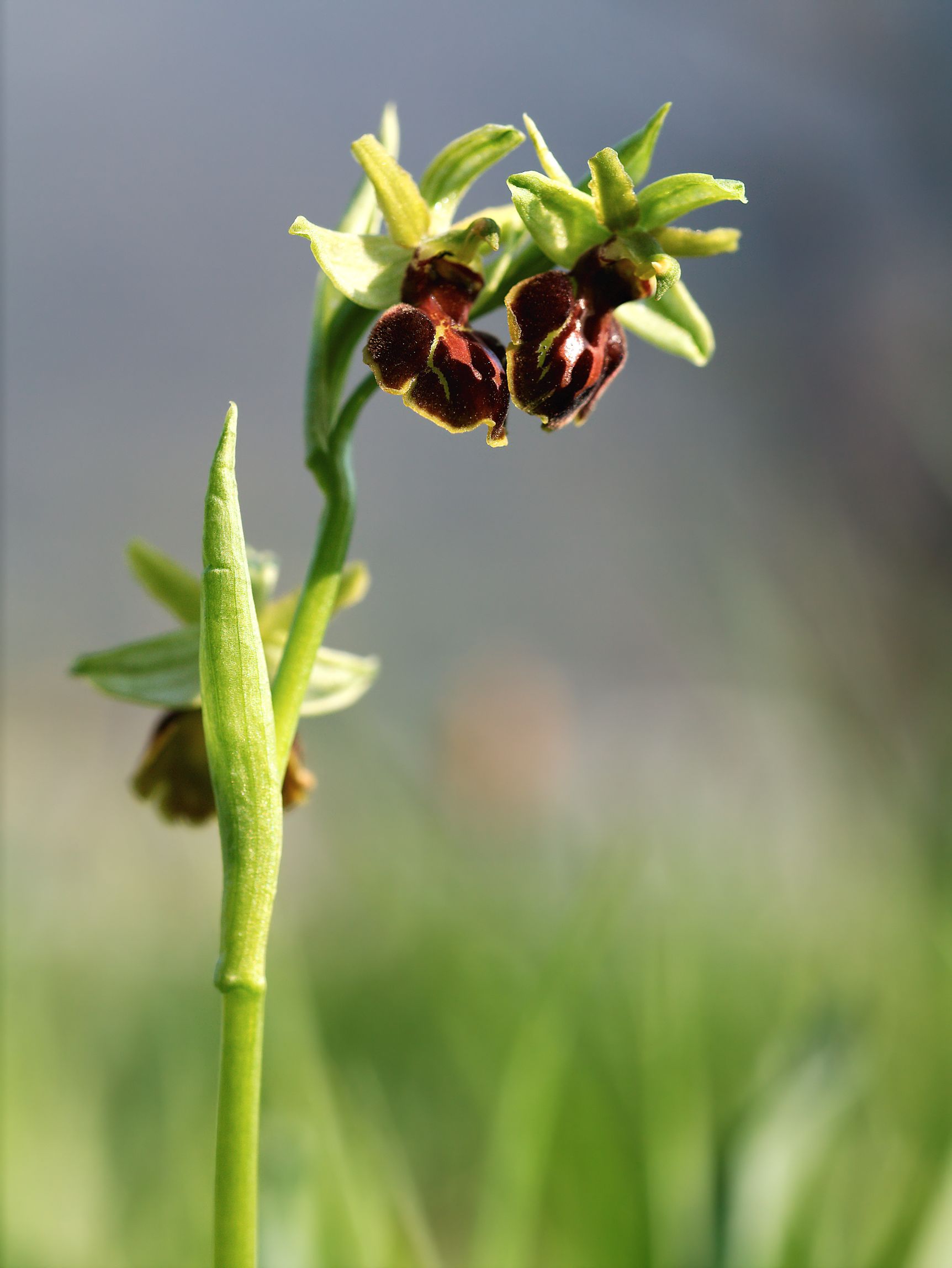 Ophrys Sphegodes