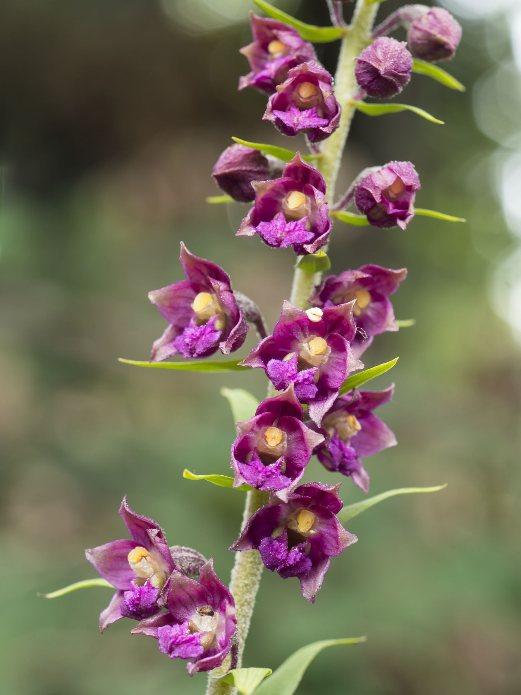 Epipactis Atrorubens