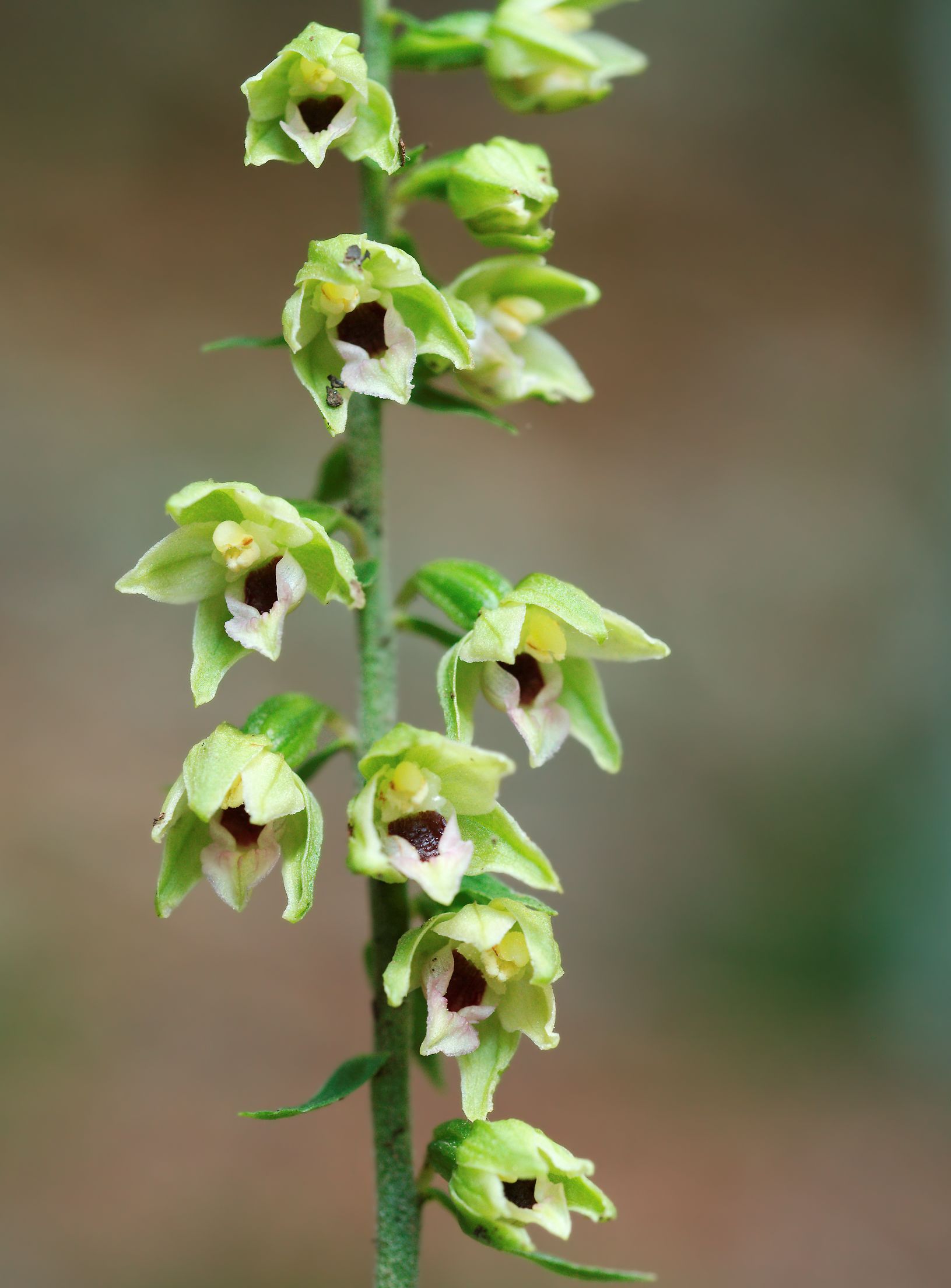 Epipactis Muelleri